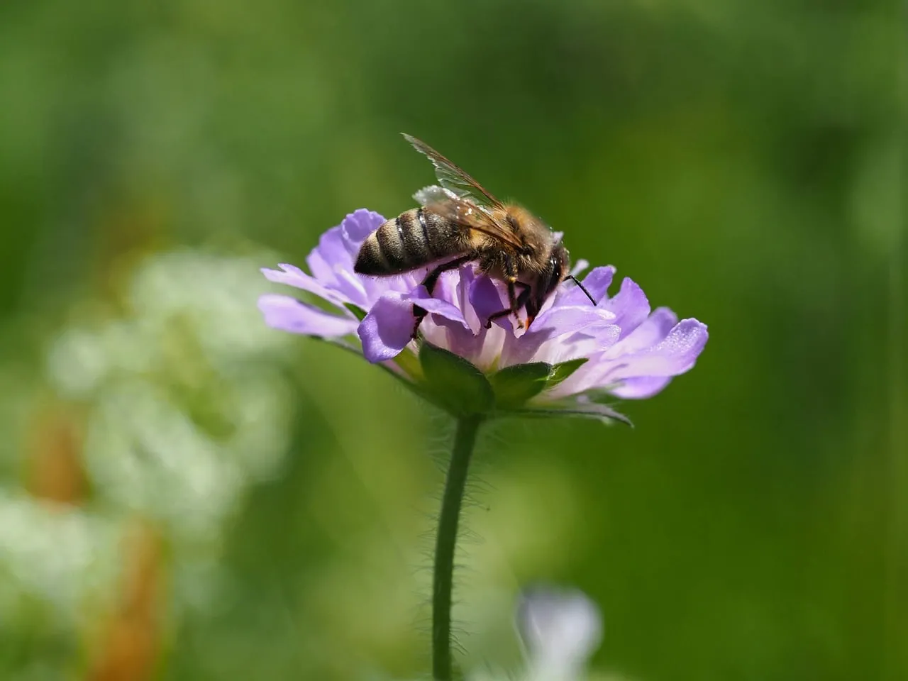 Vibrant Macro: Honeybee's Nectar Hunt on Pink Blossom