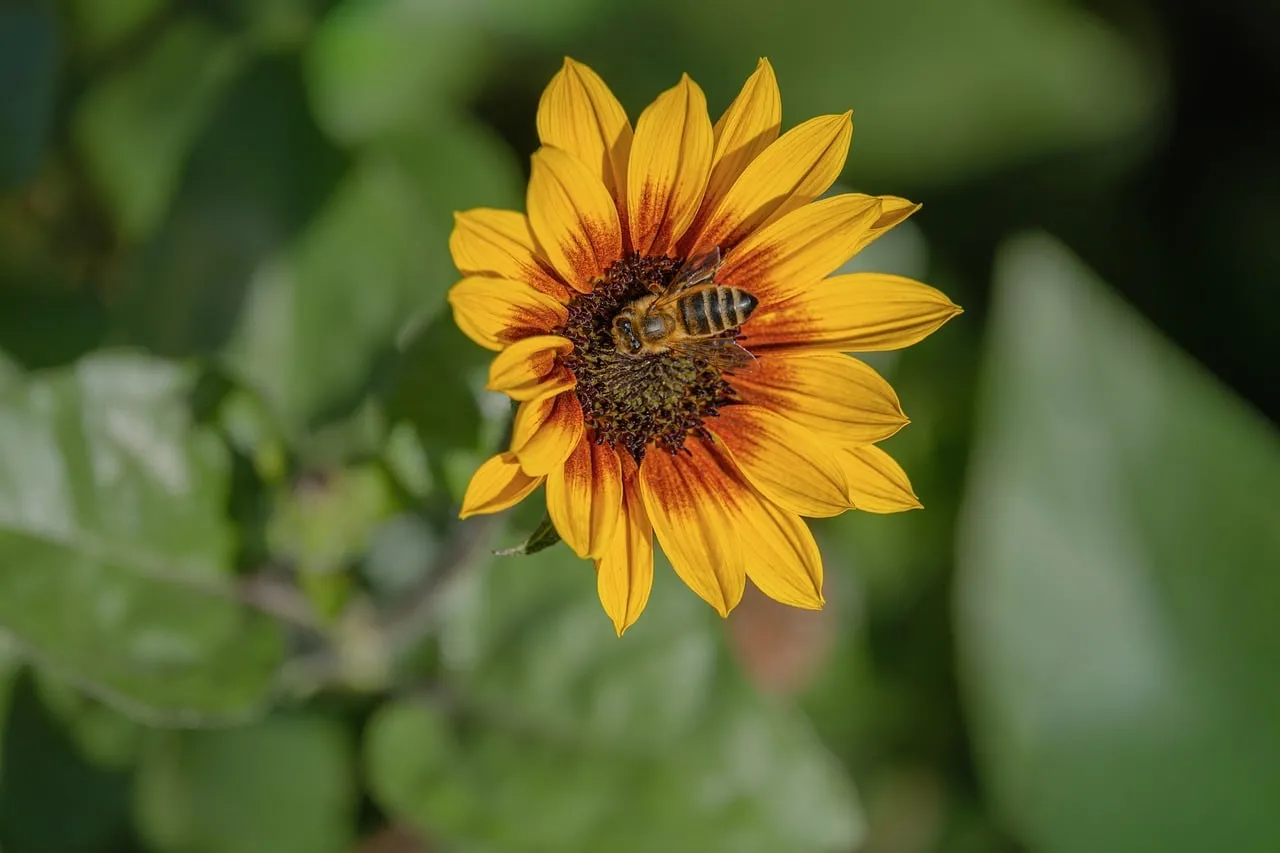 Vibrant Sunflower Pollination: A Bee's Summer Day