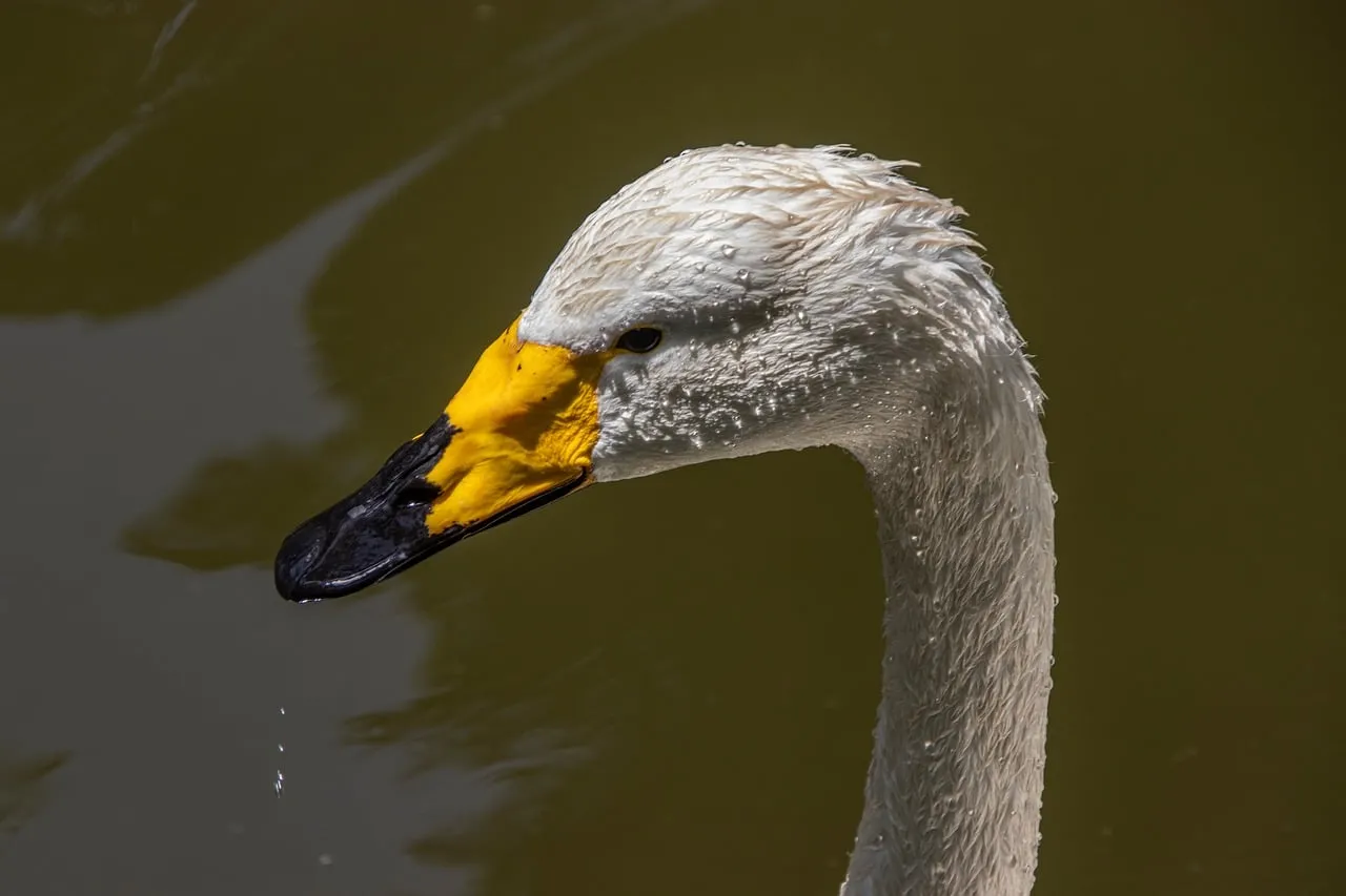 Majestic Swan: A Close-Up of Nature's Grace