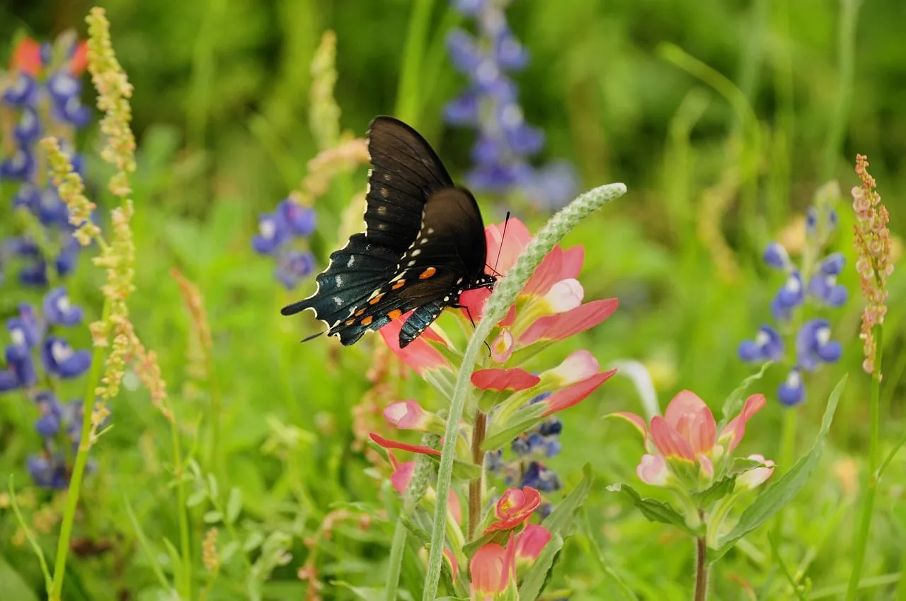 Vibrant Summer: Butterfly Pollinating Wild Blooms