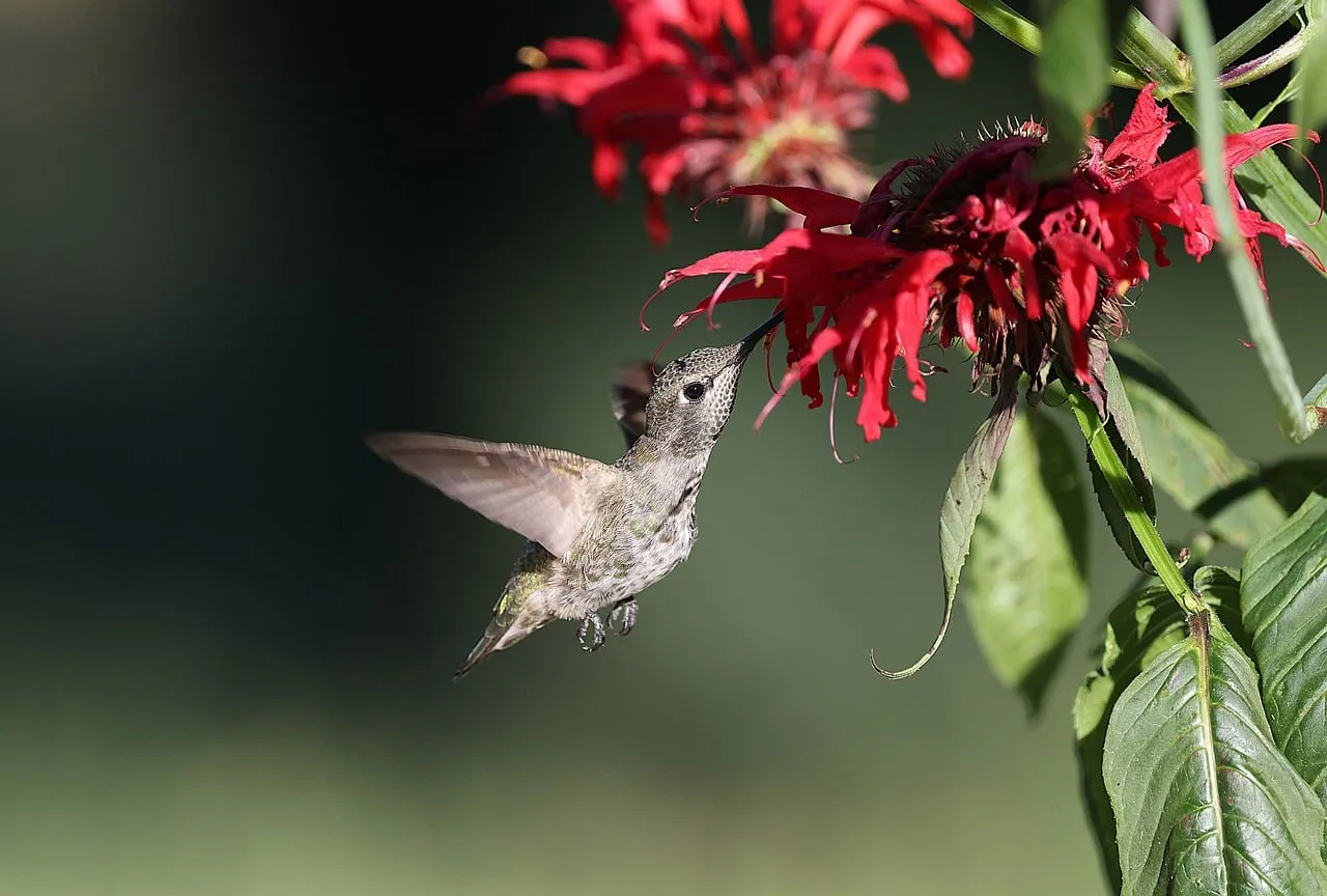 Vibrant Hummingbird Sips Nectar from Red Garden Flowers