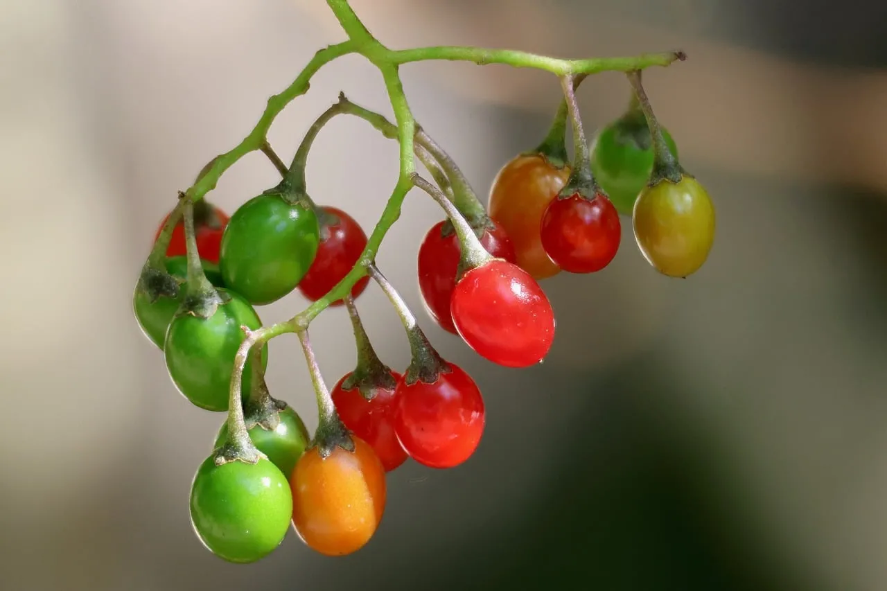 Vibrant Bittersweet Nightshade: A Colorful Yet Toxic Delight