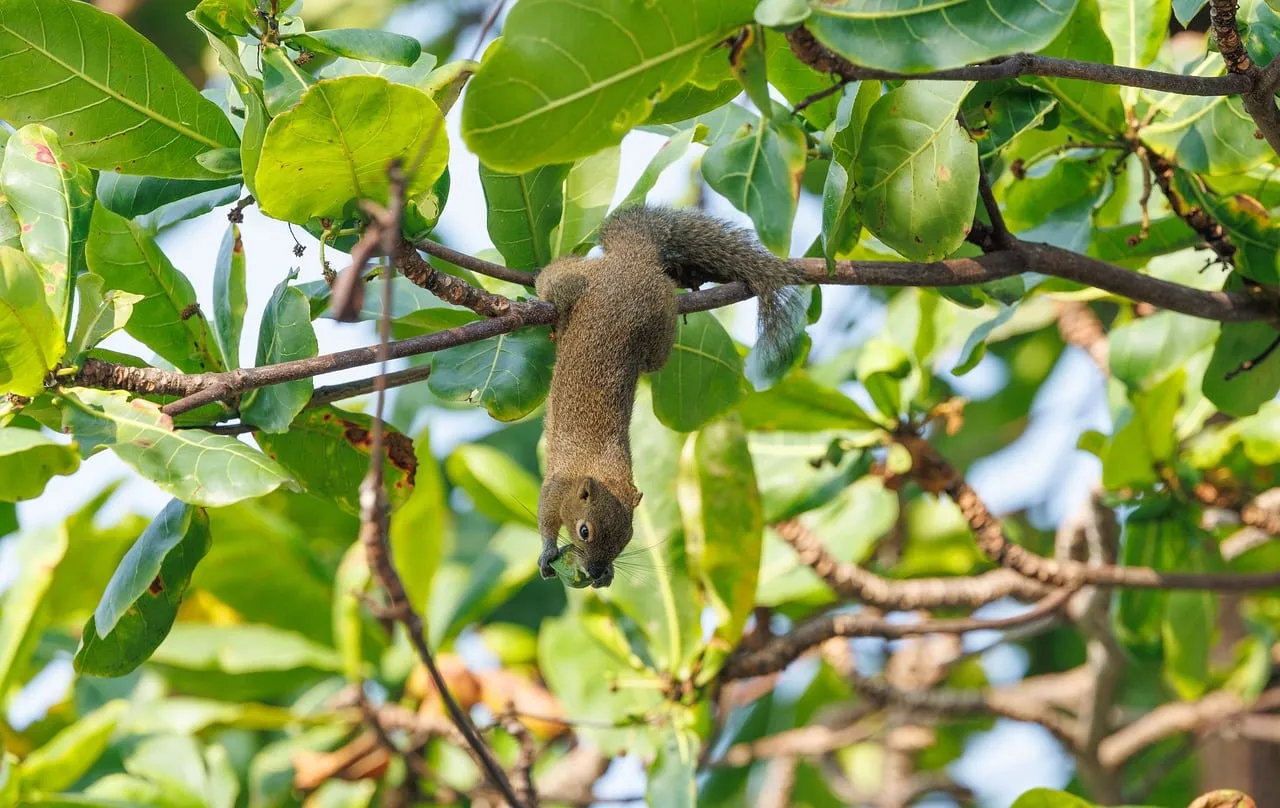 Acrobatic Asian Squirrel Suspended in Lush Greenery