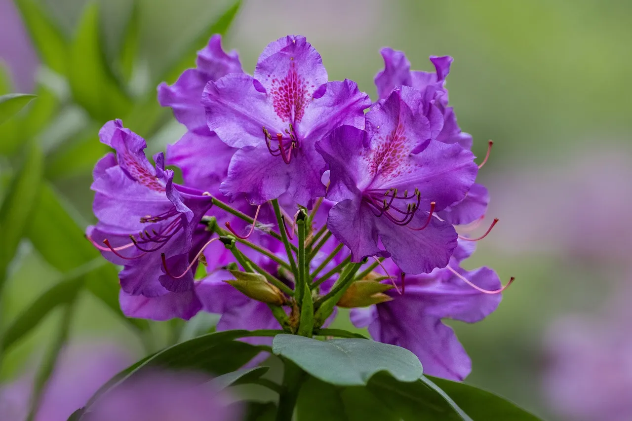 Vibrant Violet Rhododendron: Nature's Summer Blossom Close-Up