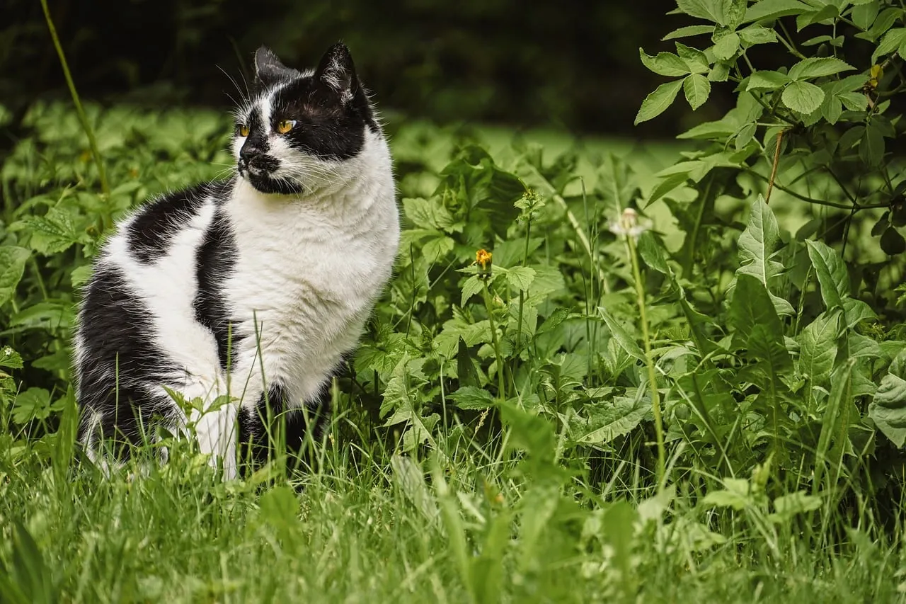 Striking Black and White Cat Prowls Lush Greenery