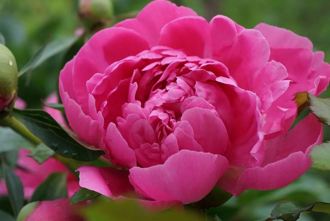 Vibrant Pink Peony: A Close-Up of Spring's Delicate Beauty