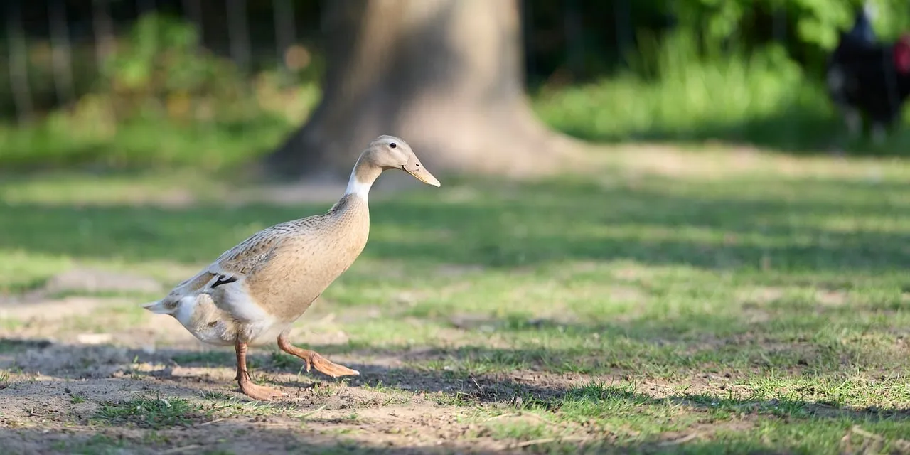 Graceful Runner Duck Strolling in Sunlit Park