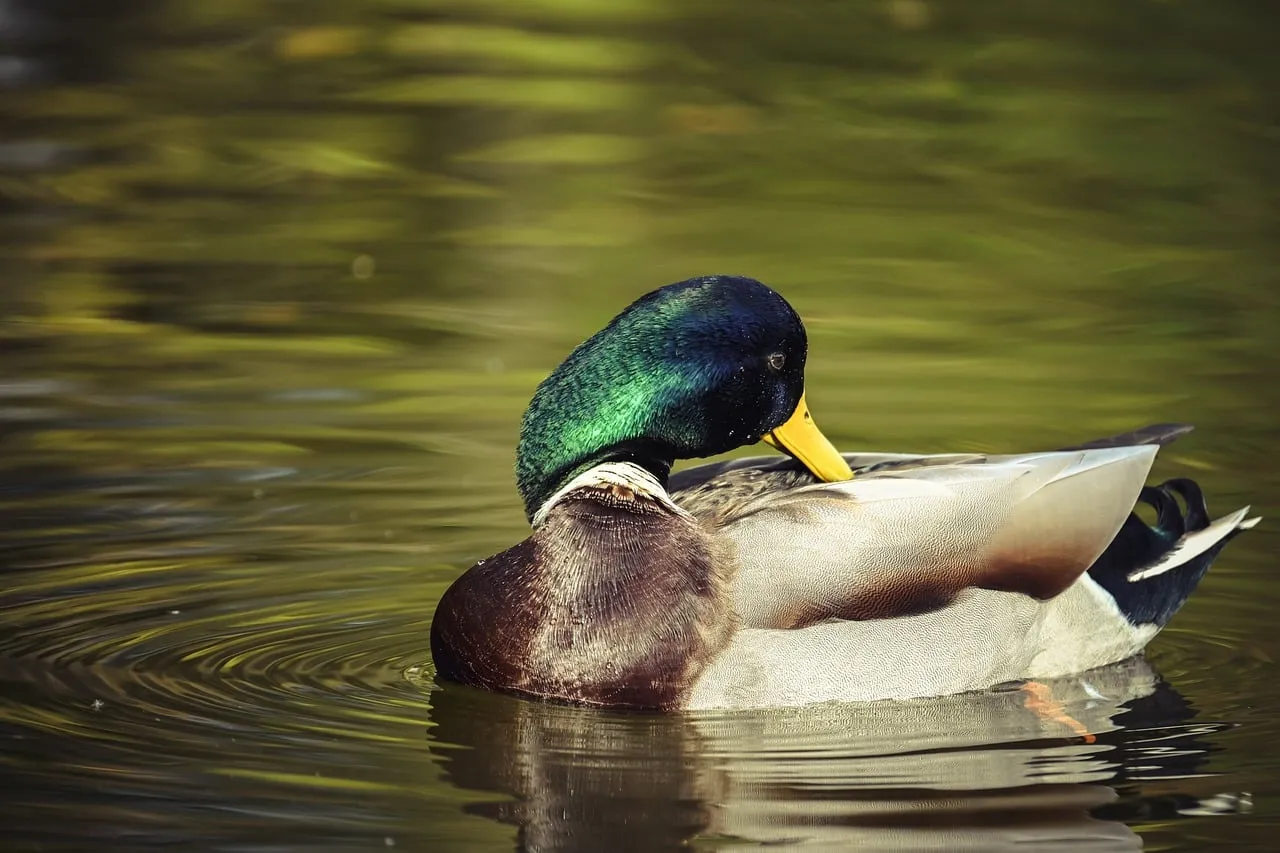 Vibrant Mallard Duck Preening on a Tranquil Lake