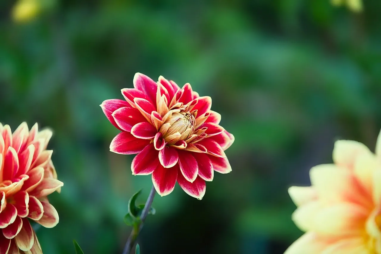 Vibrant Red Dahlia Blossom: Nature's Springtime Masterpiece