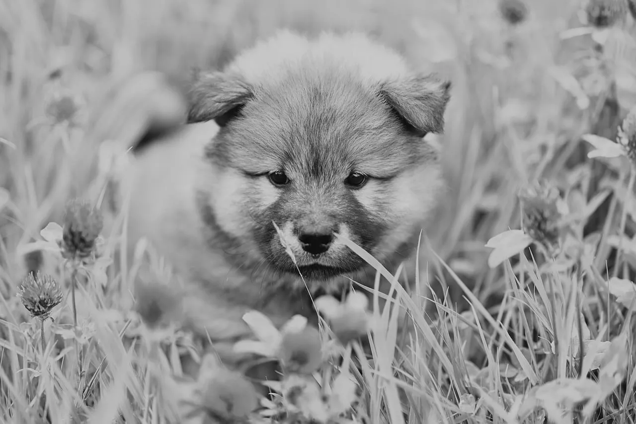 Adorable Eurasier Puppy: Black and White Charm in Nature