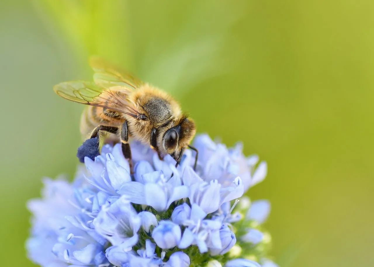 Vibrant Summer Scene: Bee Pollinating Delicate Blue Flowers