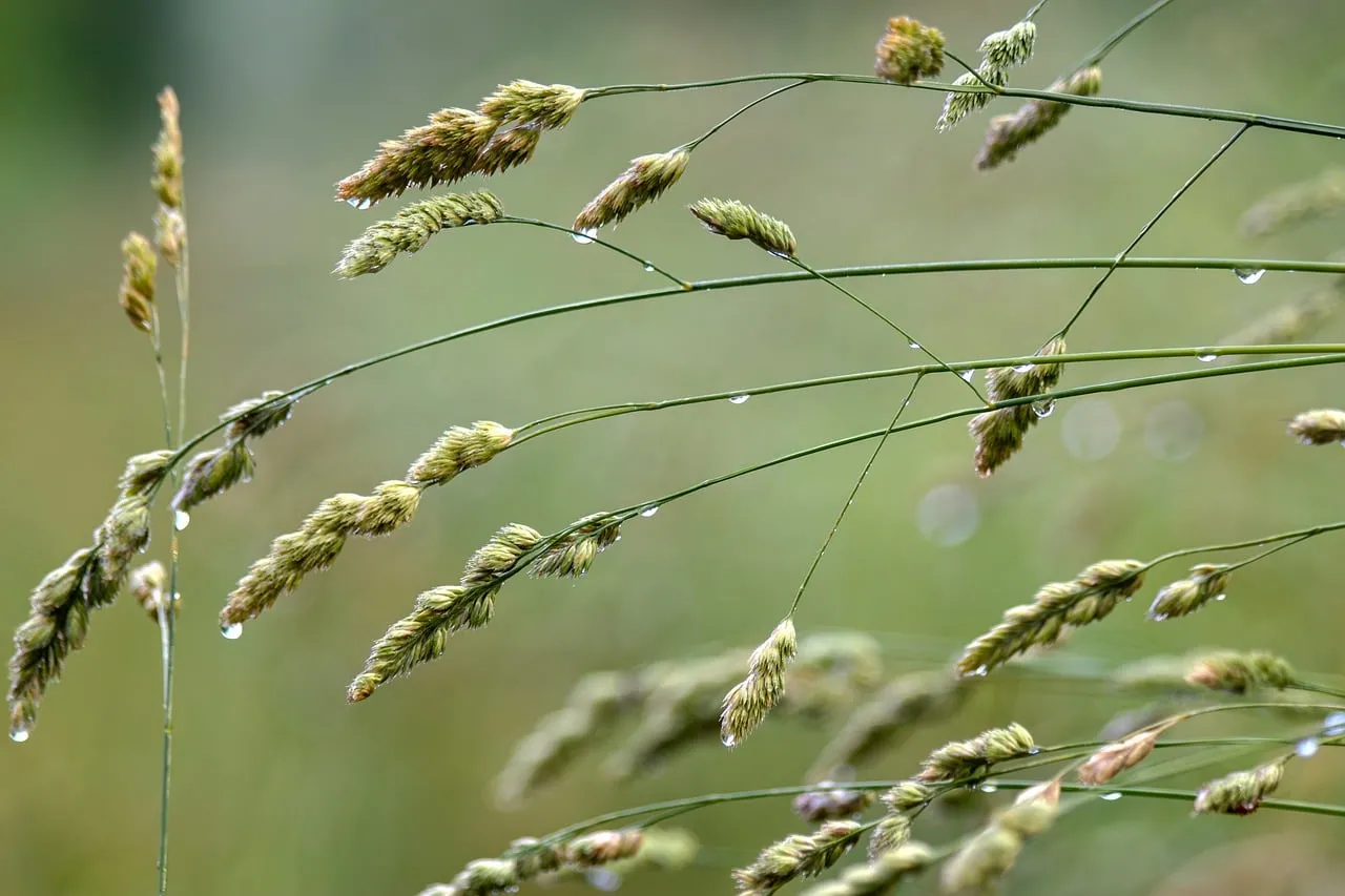 Vibrant Green Grass with Sparkling Dew Drops