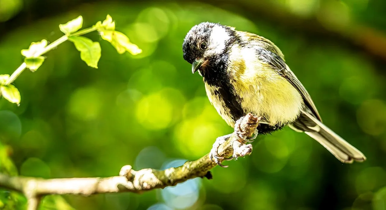 Vibrant Songbird on Branch: Charming Nature Background