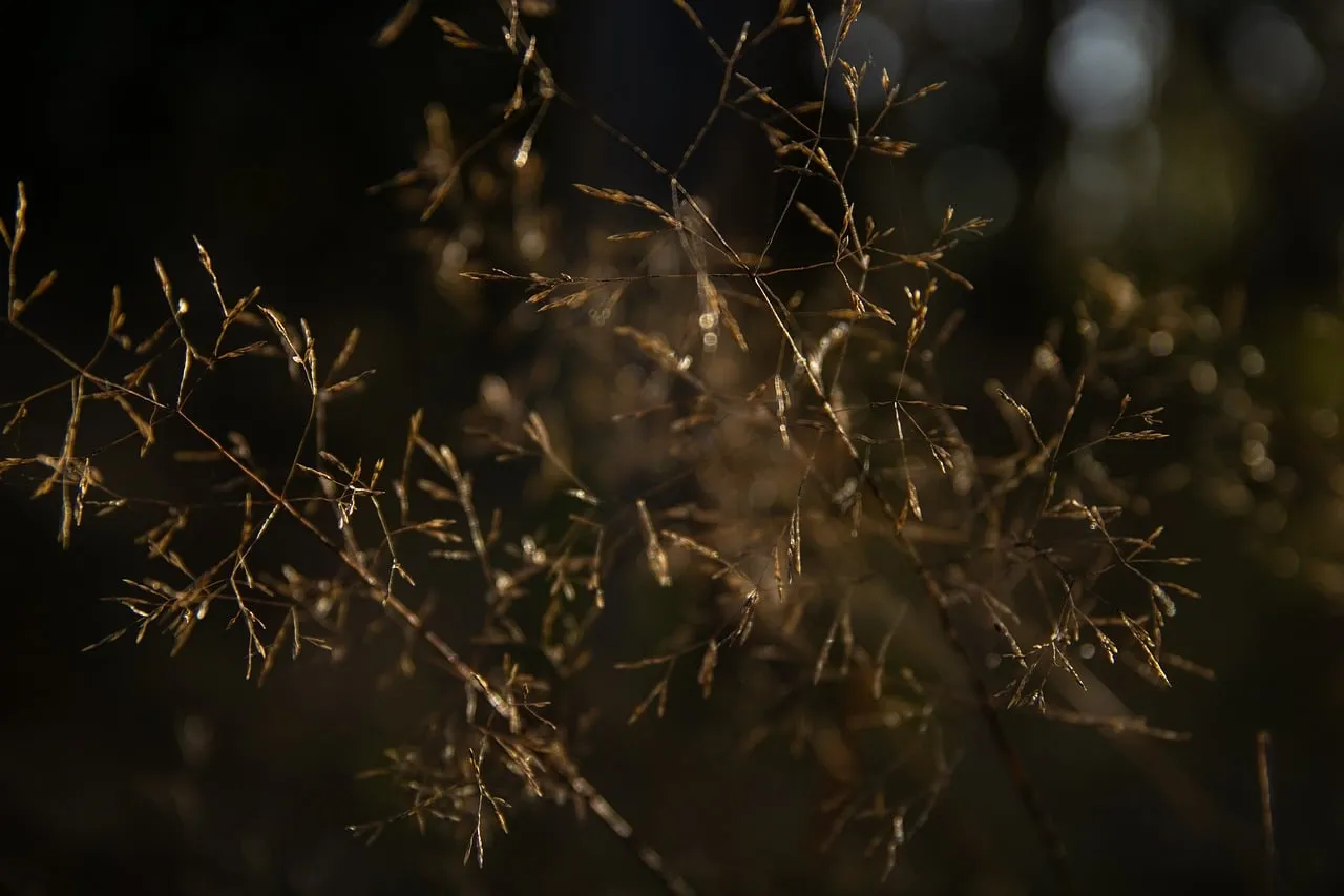 Enchanting Autumn Grasses: Sunlit Bokeh Nature Close-up