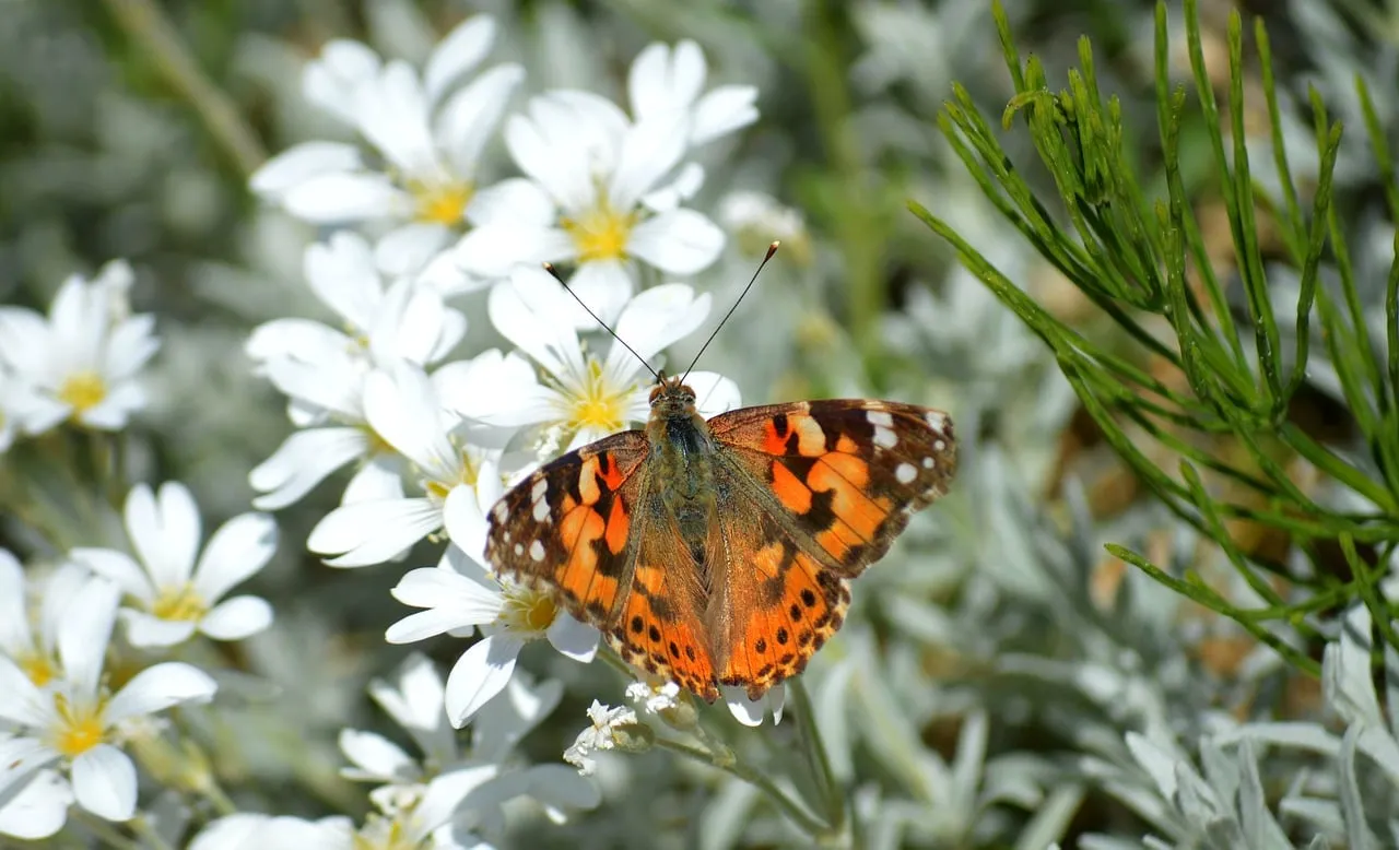Vibrant Painted Lady Butterfly on White Spring Blossoms