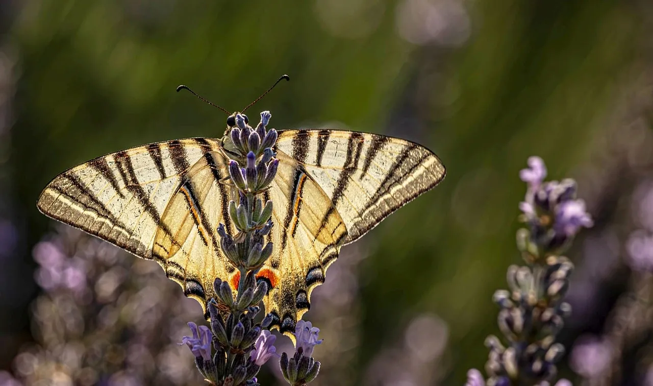 Stunning Butterfly on Lavender: A Macro Spring Delight