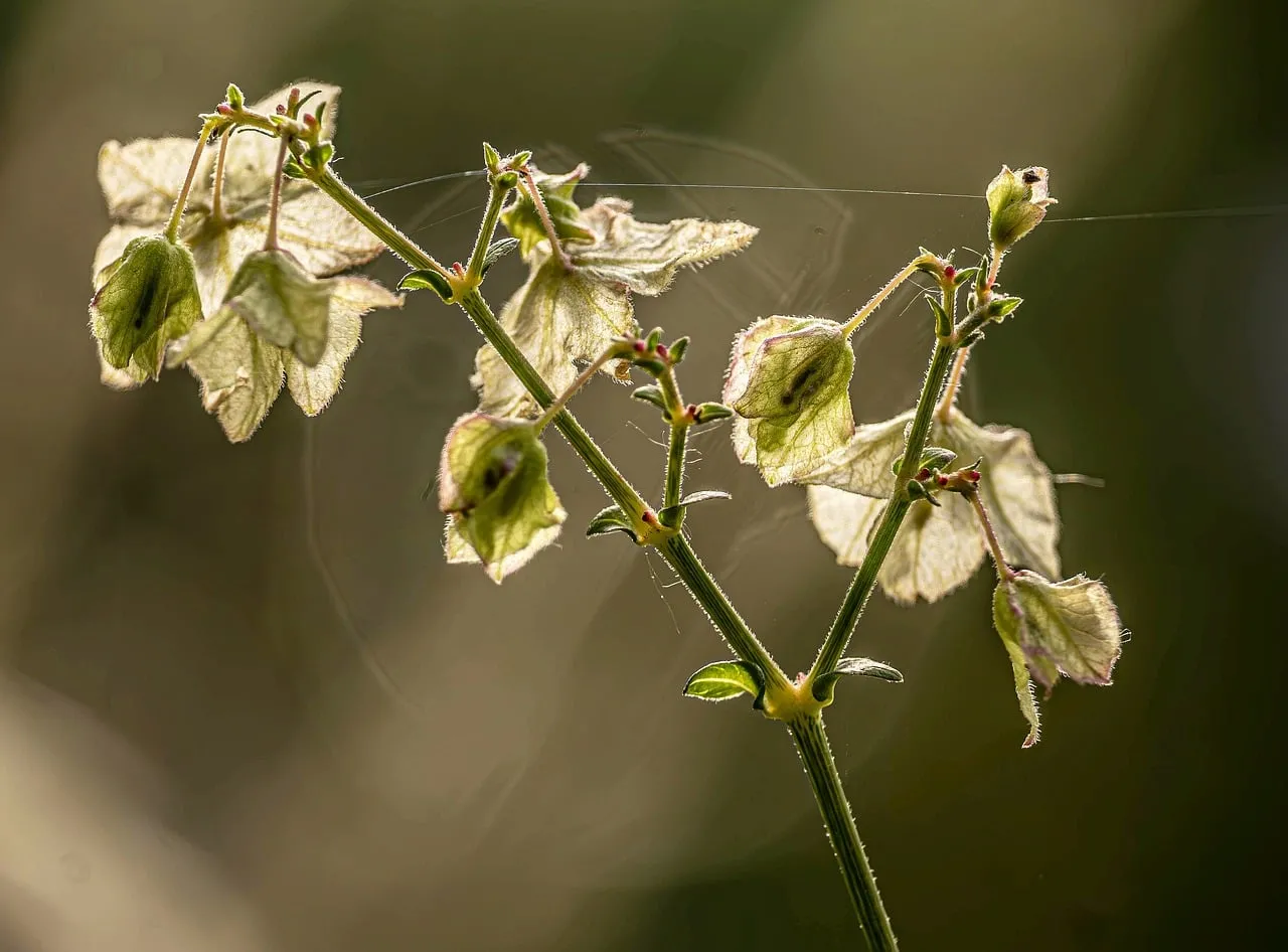 Enchanting Backlit Wildflower: A Delicate Spring Macro