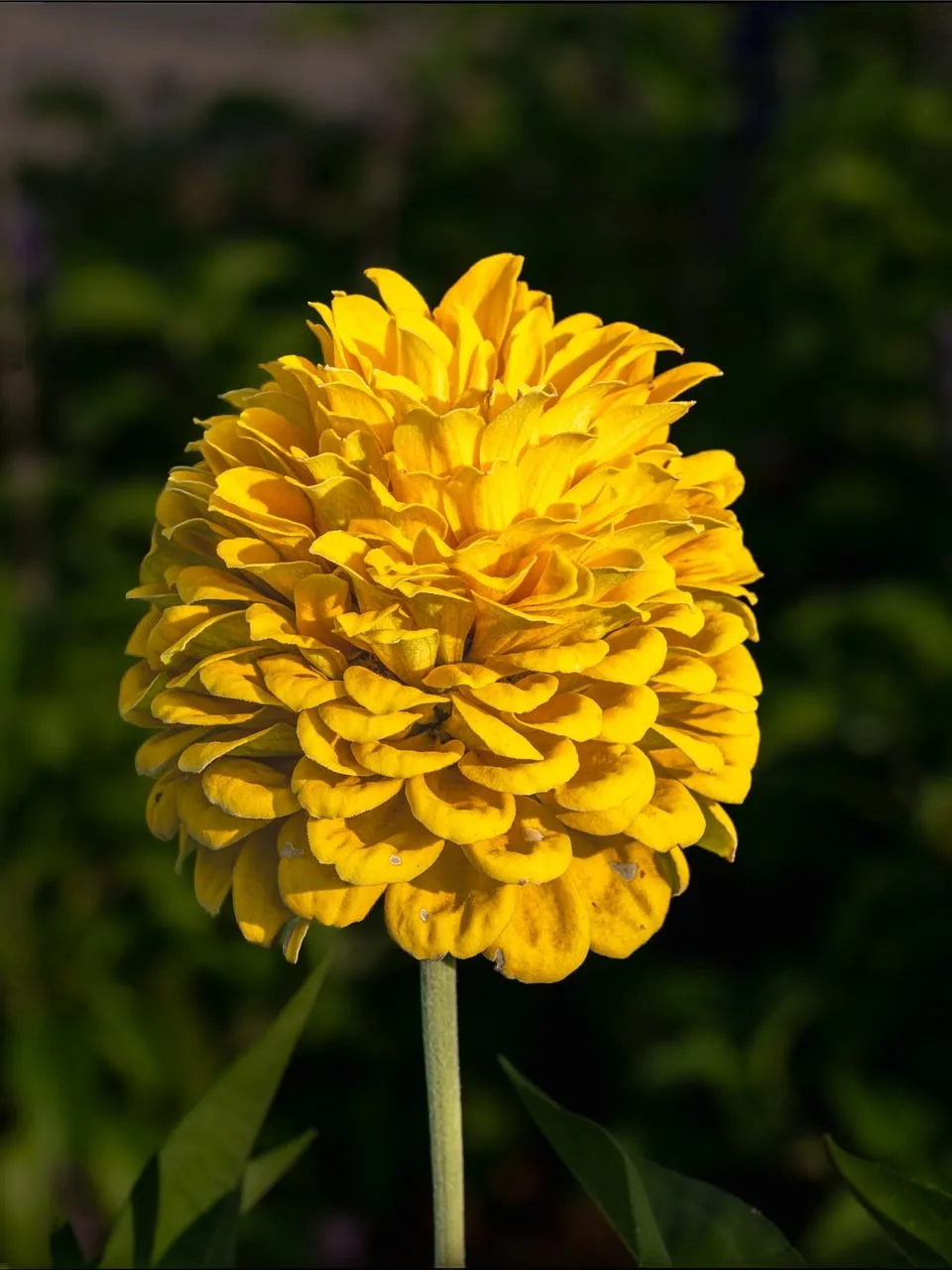 Vibrant Yellow Dahlia: A Summer Garden Masterpiece