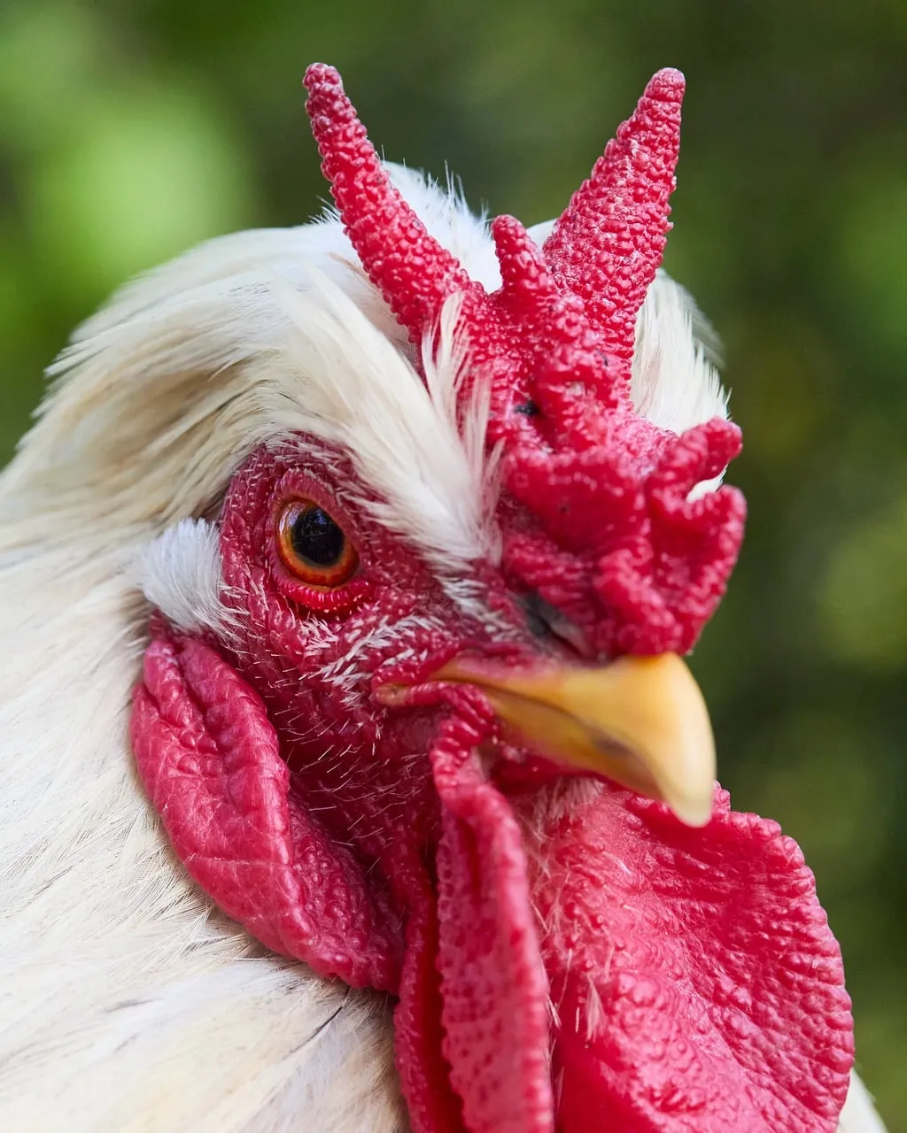 Vibrant Close-Up: Majestic Rooster's Piercing Gaze