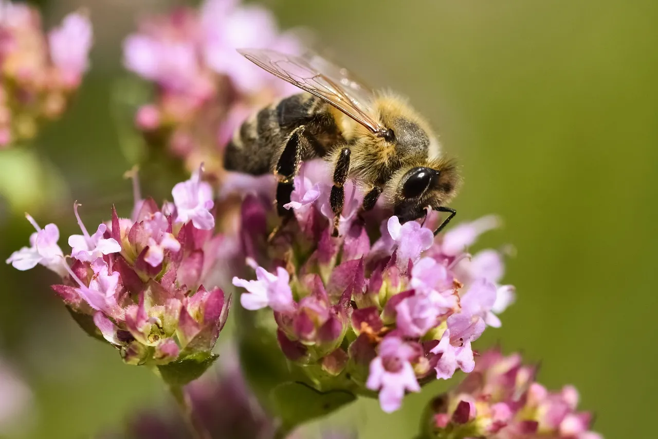 Vibrant Honey Bee Pollinating Wildflowers in Macro Detail