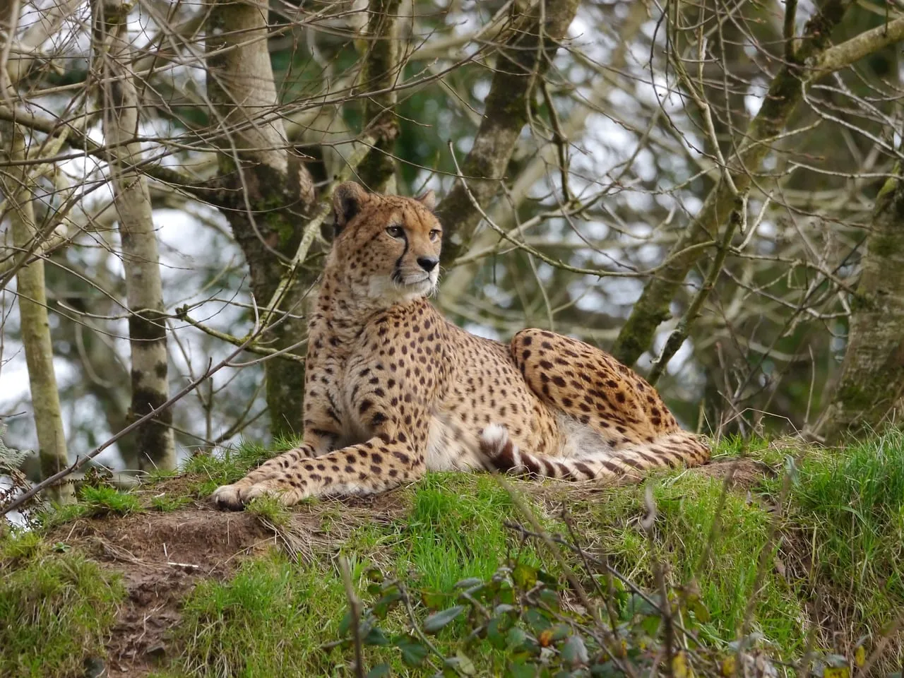 Majestic Cheetah Resting: Wild Beauty in Nature's Embrace