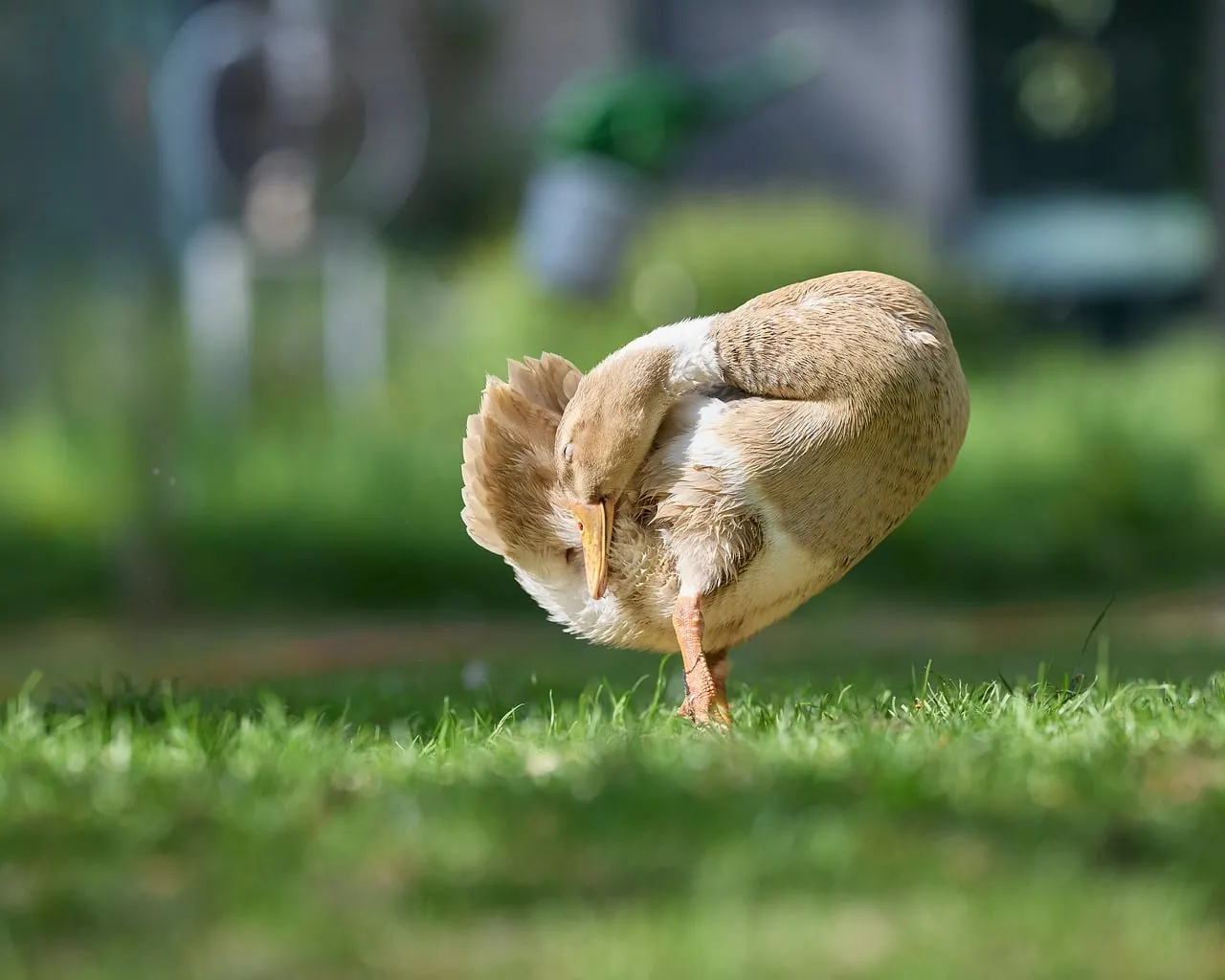 Charming Indian Runner Duck Preening in Sunny Garden