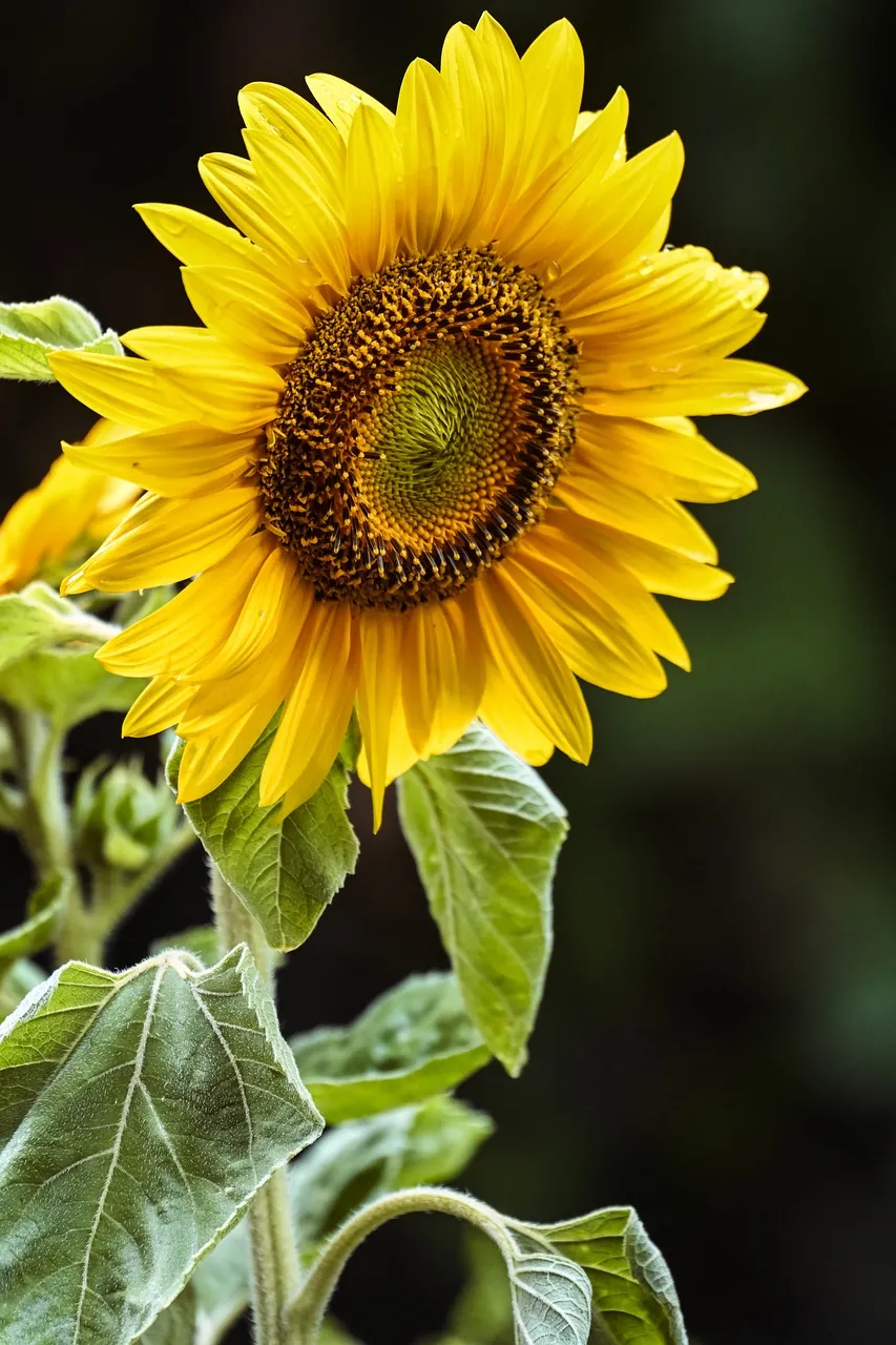 Radiant Sunflower: A Close-Up of Summer's Golden Glory