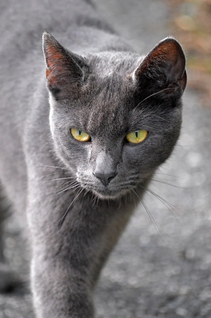 Striking Gaze: Intense Gray Cat Portrait Outdoors