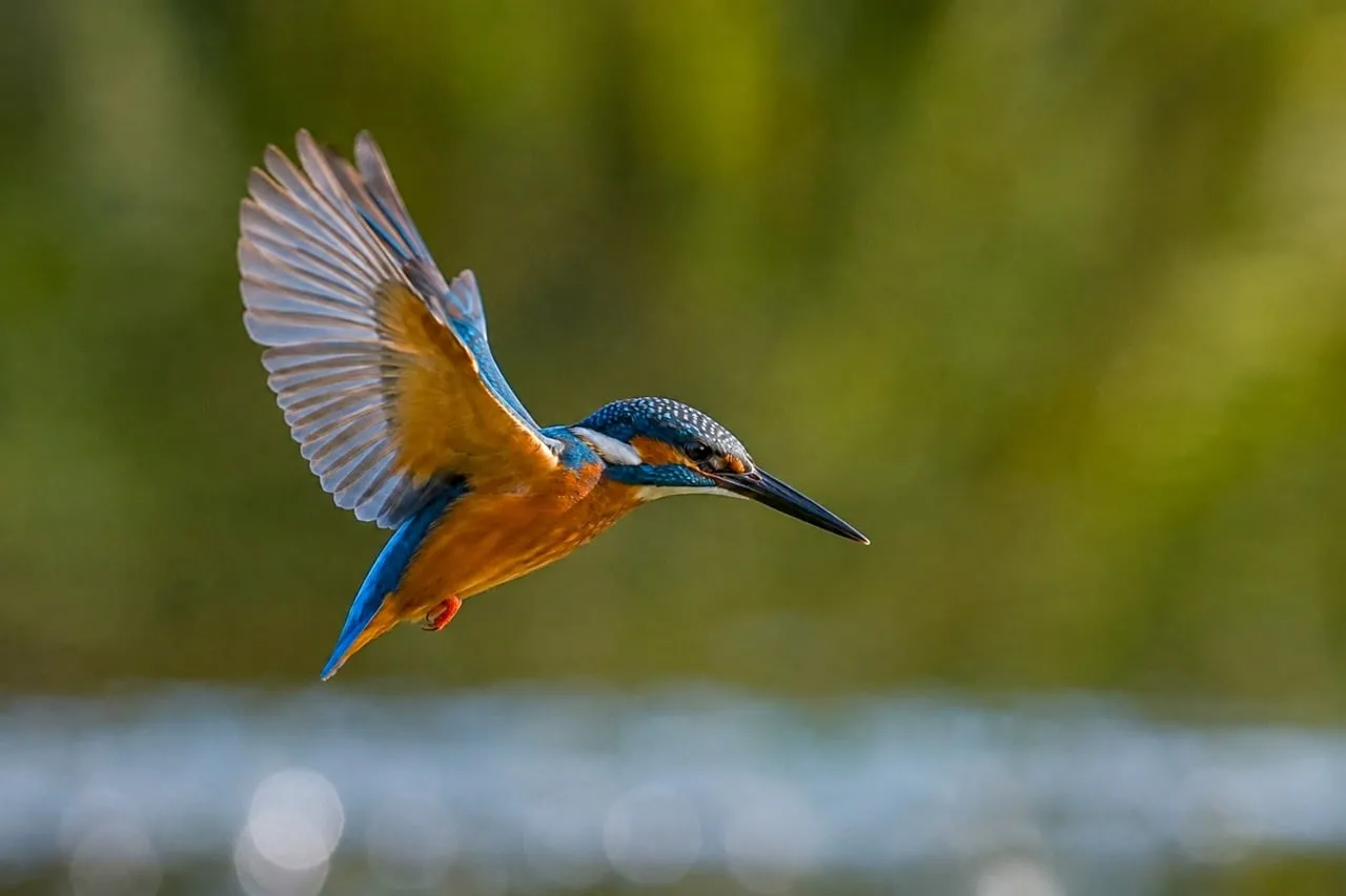 Vibrant Kingfisher in Flight: Nature's Jewel Hunting by the Pond