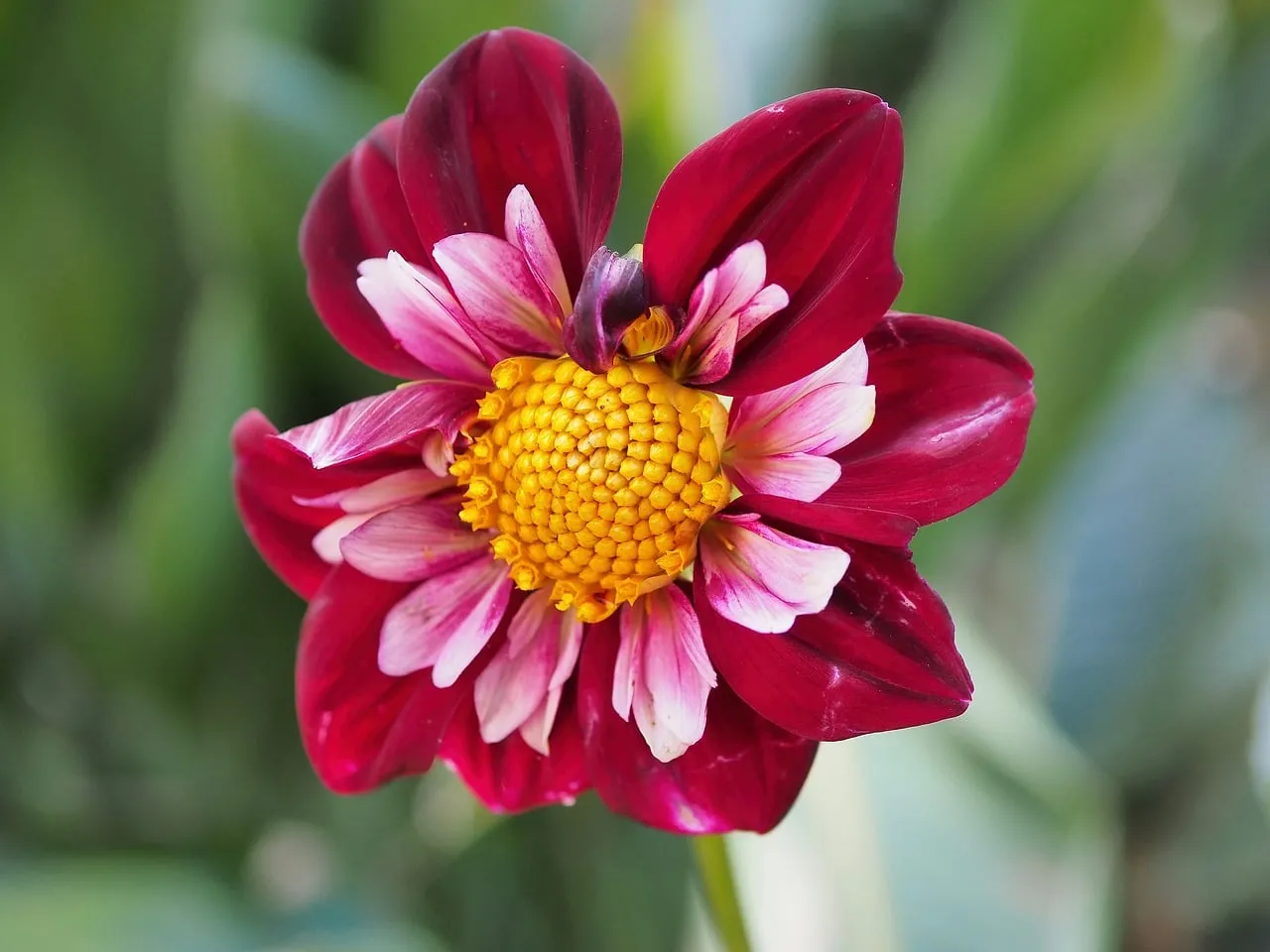Vibrant Red Dahlia Bloom: Summer Garden Macro