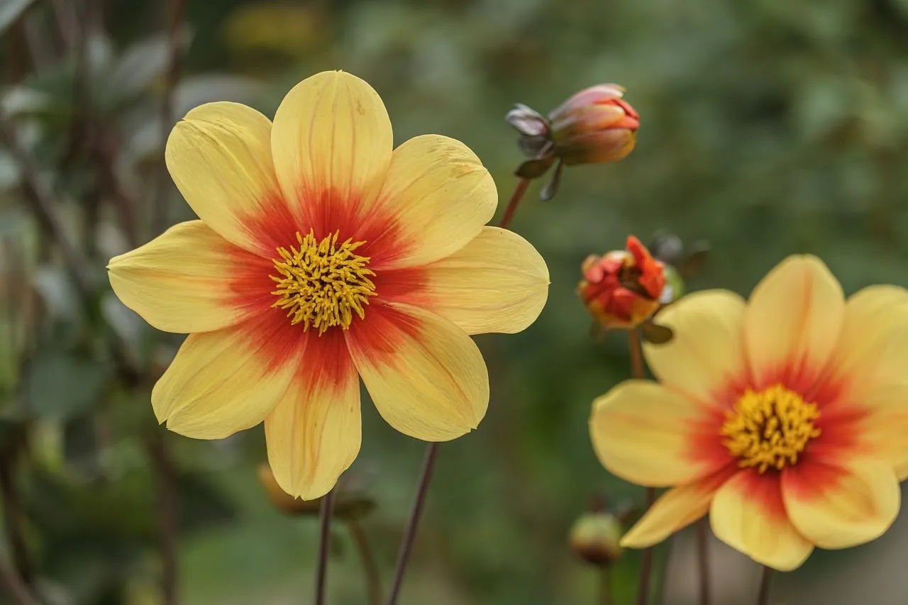 Vibrant Summer Dahlia: Golden Hour Beauty