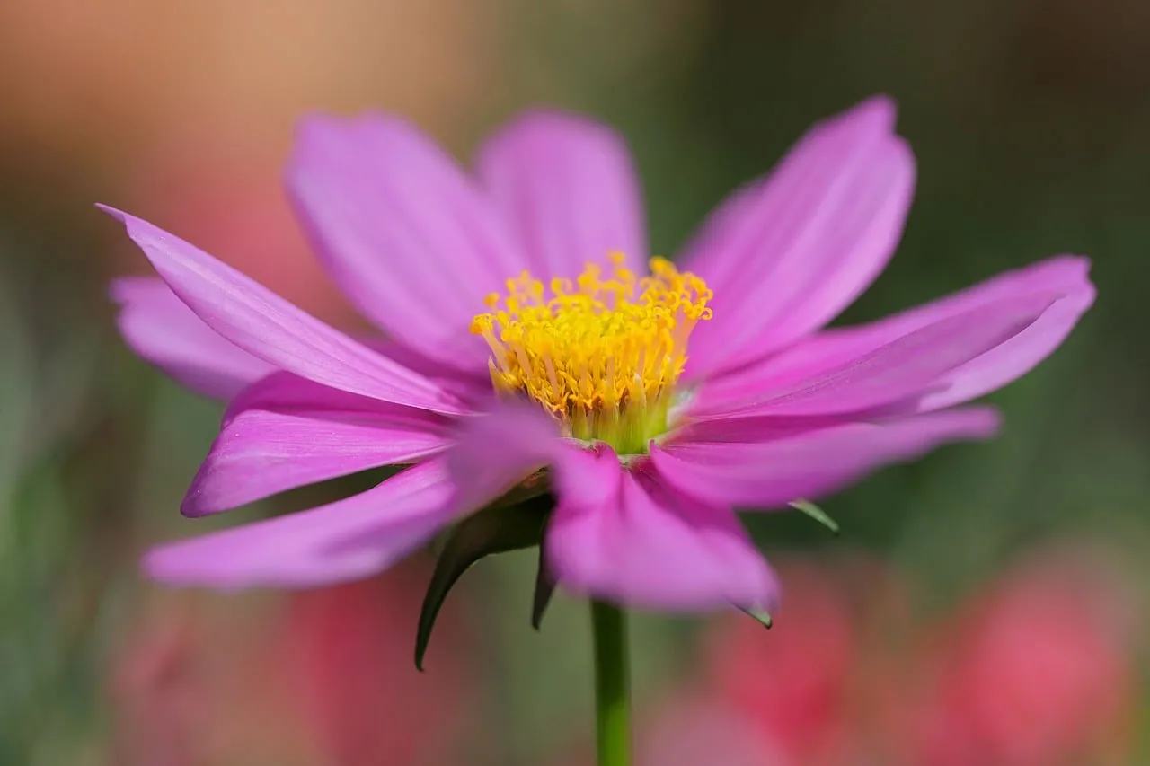 Vibrant Pink Cosmos Macro: Nature's Delicate Spring Beauty