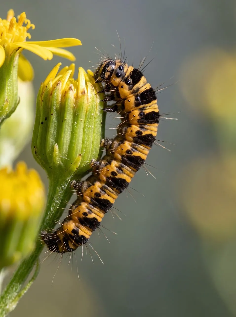 Vibrant Caterpillar Devouring a Yellow Bud in Macro