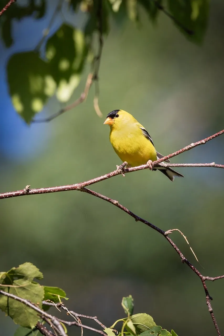 Vibrant American Goldfinch: A Symbol of Summer's Joy