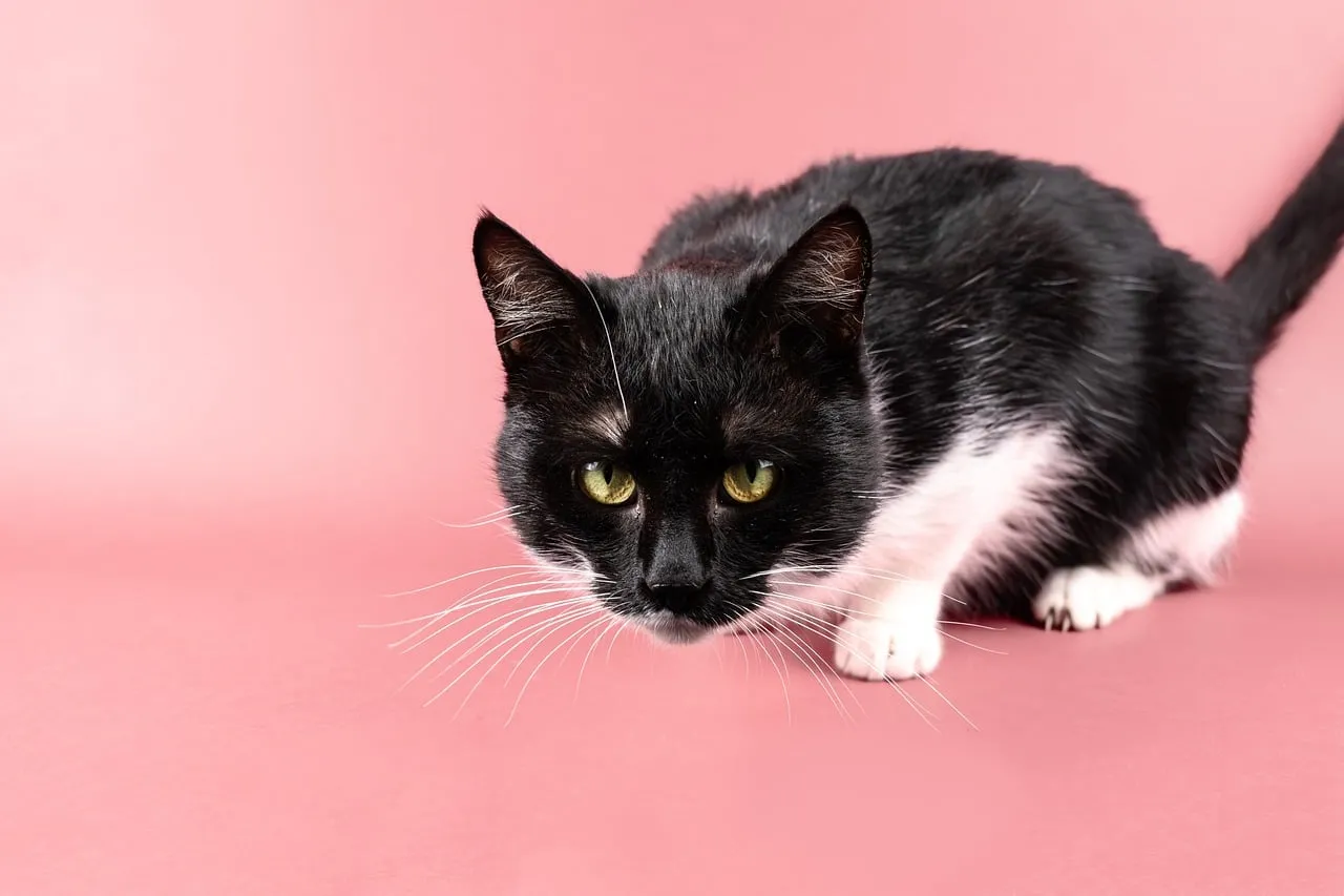 Charming Black and White Cat on Pink: A Playful Gaze