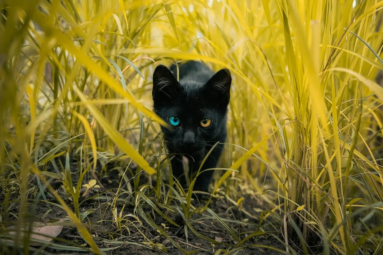 Striking Heterochromia: Black Cat's Hypnotic Gaze in Golden Grass