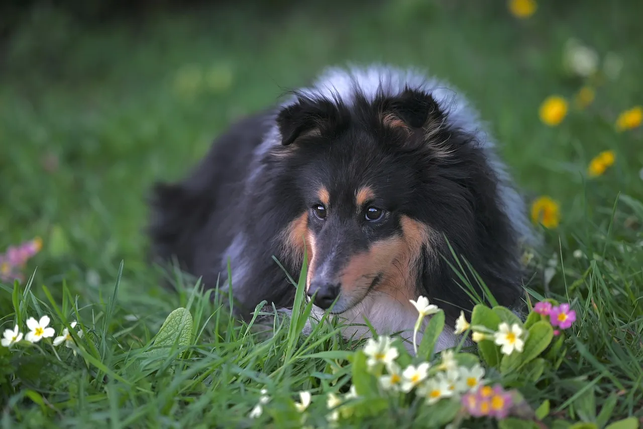 Charming Shetland Sheepdog Relaxing in a Meadow