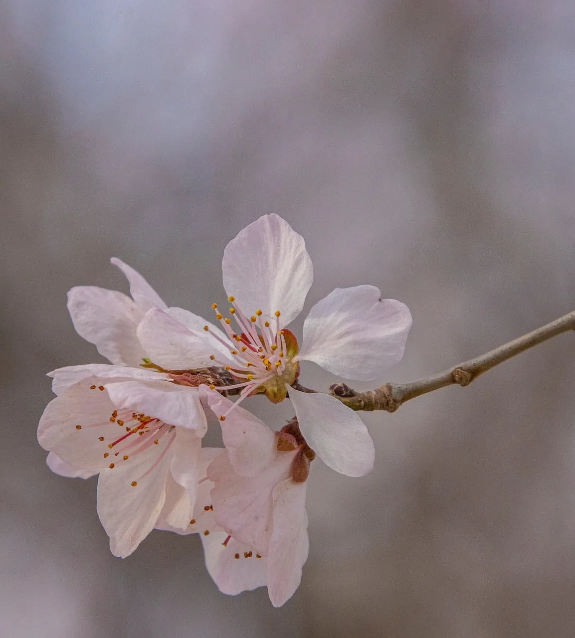 Delicate Peach Blossoms: Macro Beauty of Spring Bloom