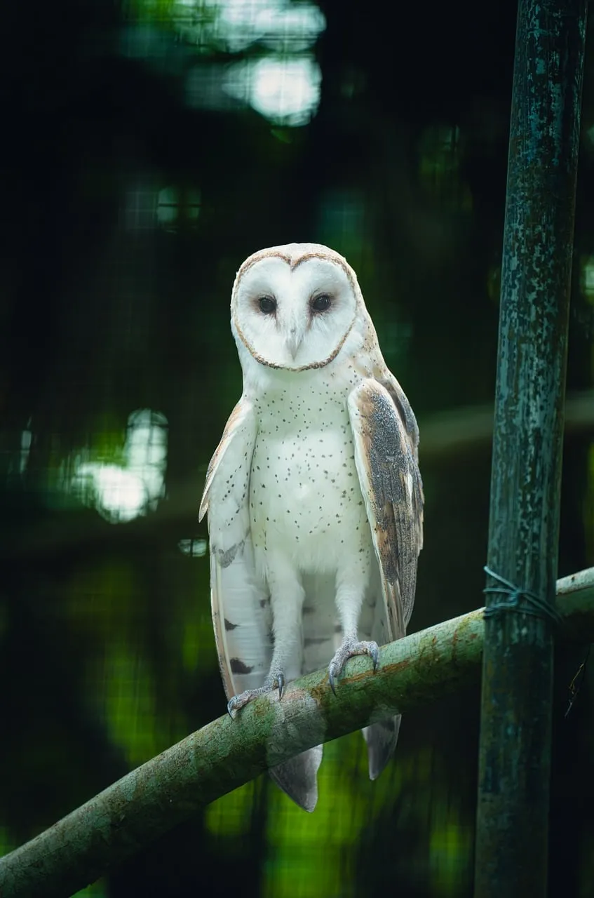 Mystical Barn Owl: Nocturnal Beauty Perched in Nature's Embrace