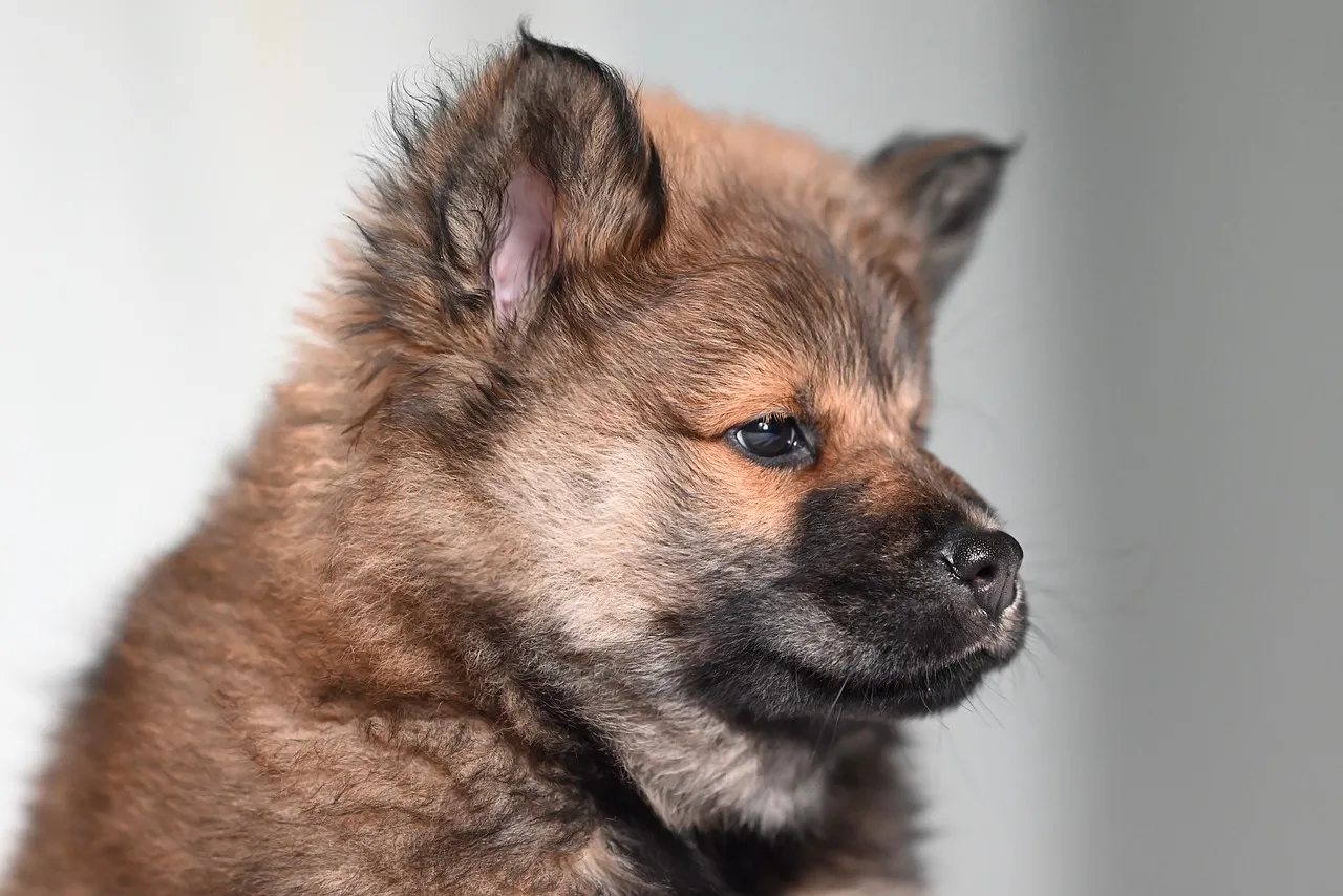 Adorable Eurasier Puppy: A Glimpse of Canine Charm