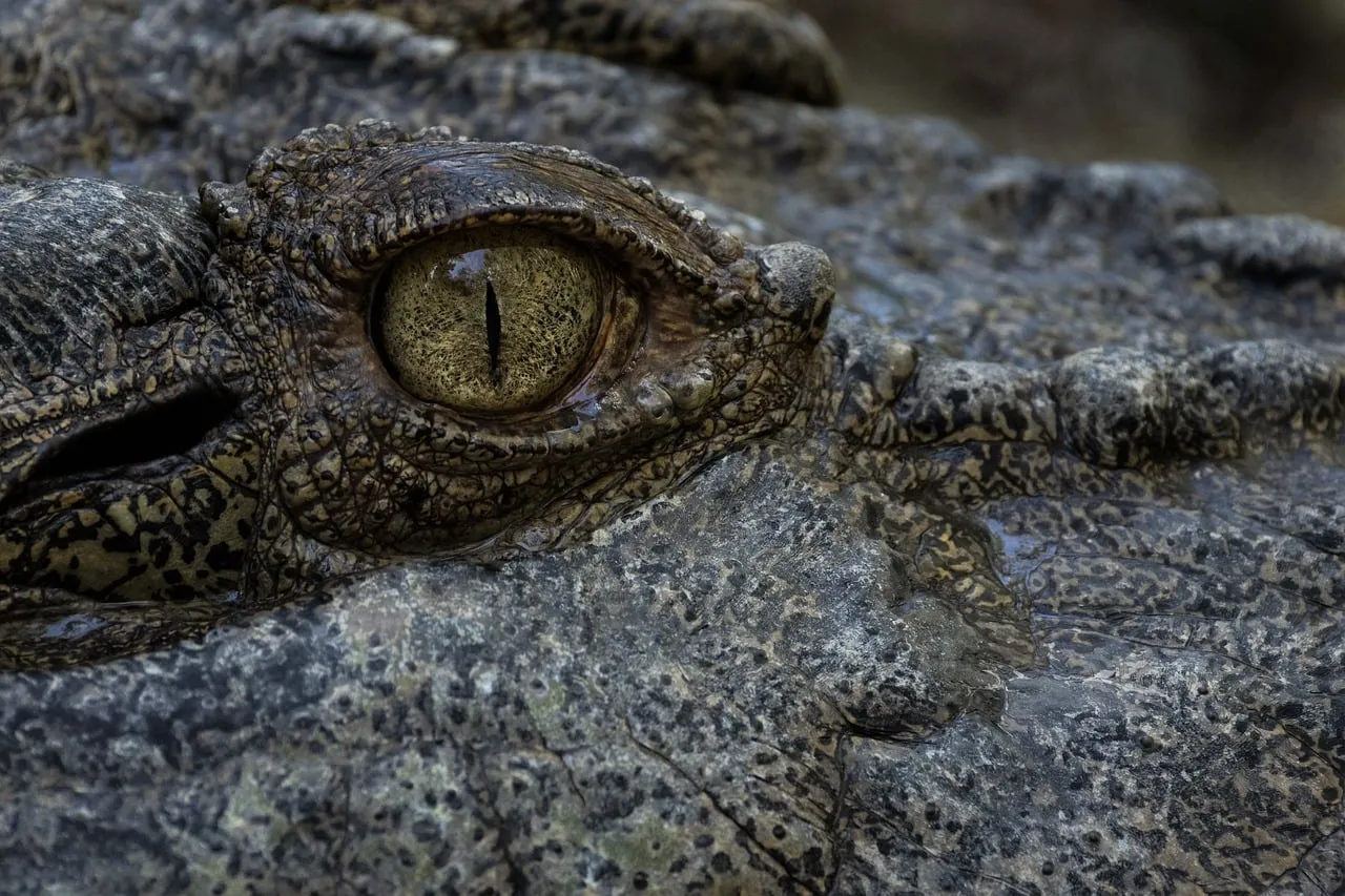 Intense Gaze: Predator's Eye in the Wild