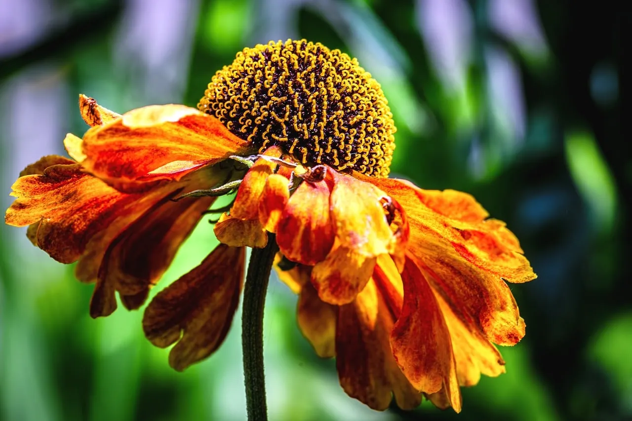 Vibrant Autumn Bloom: A Fiery Sunset Flower Wallpaper