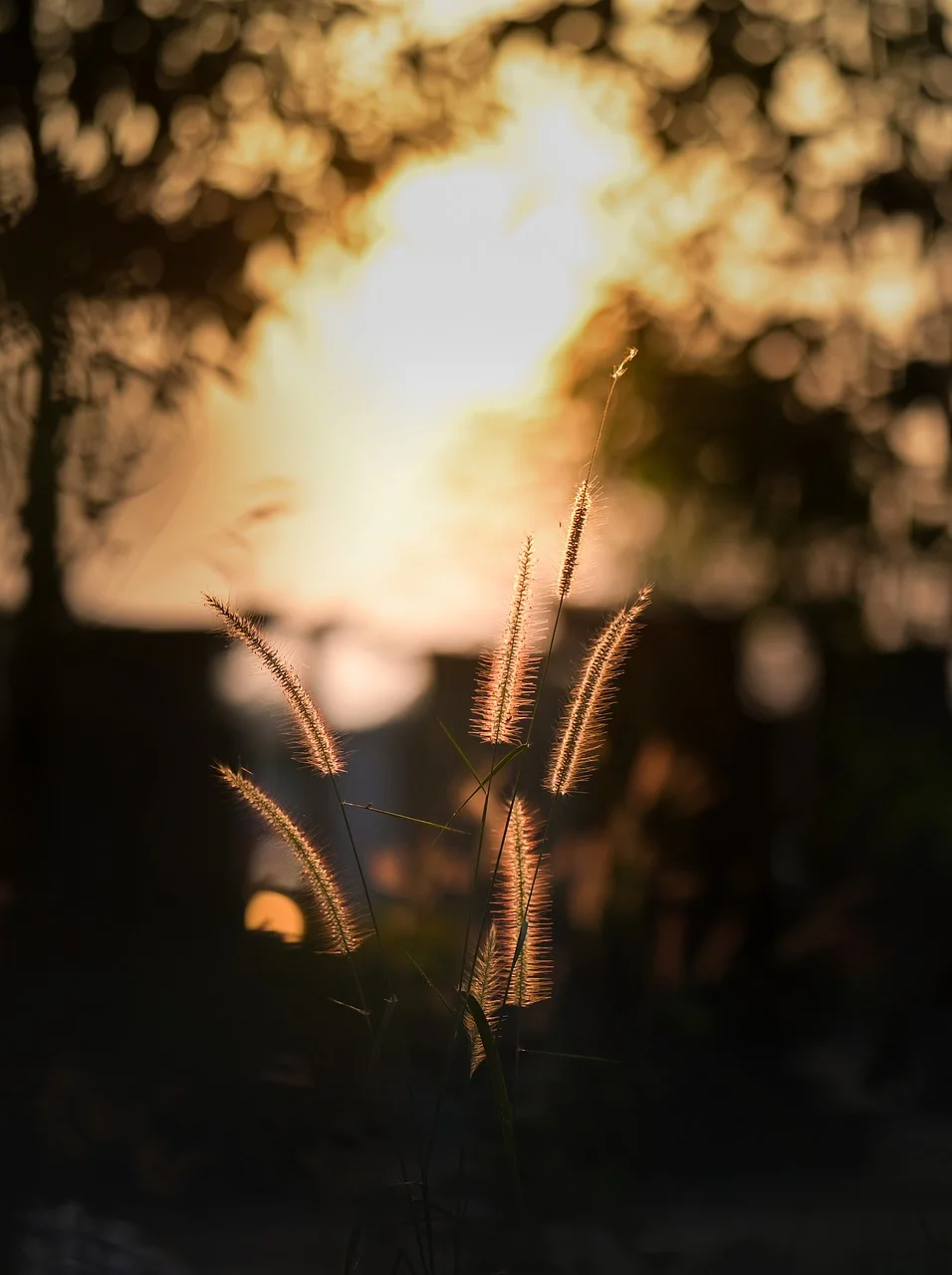 Golden Hour Glow: Grassy Silhouettes Against a Summer Sunset