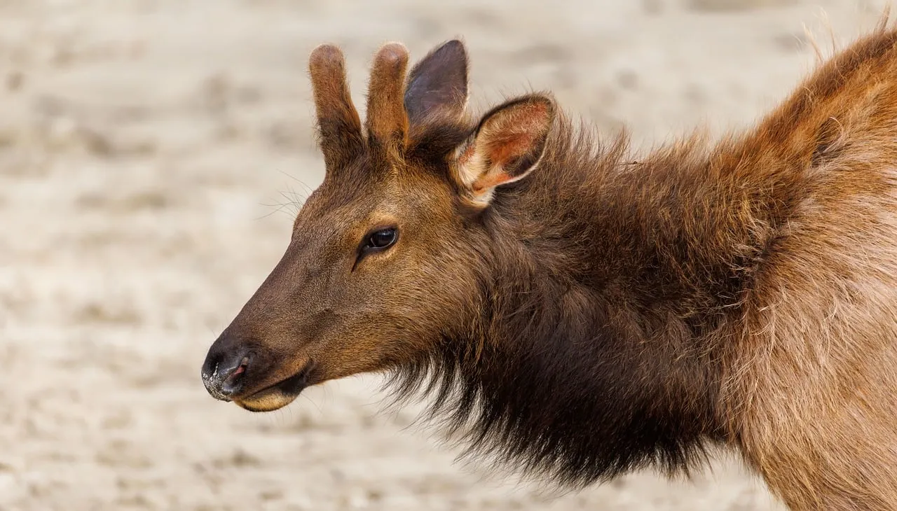 Majestic Elk Encounter: A Wildlife Spectacle on Cannon Beach
