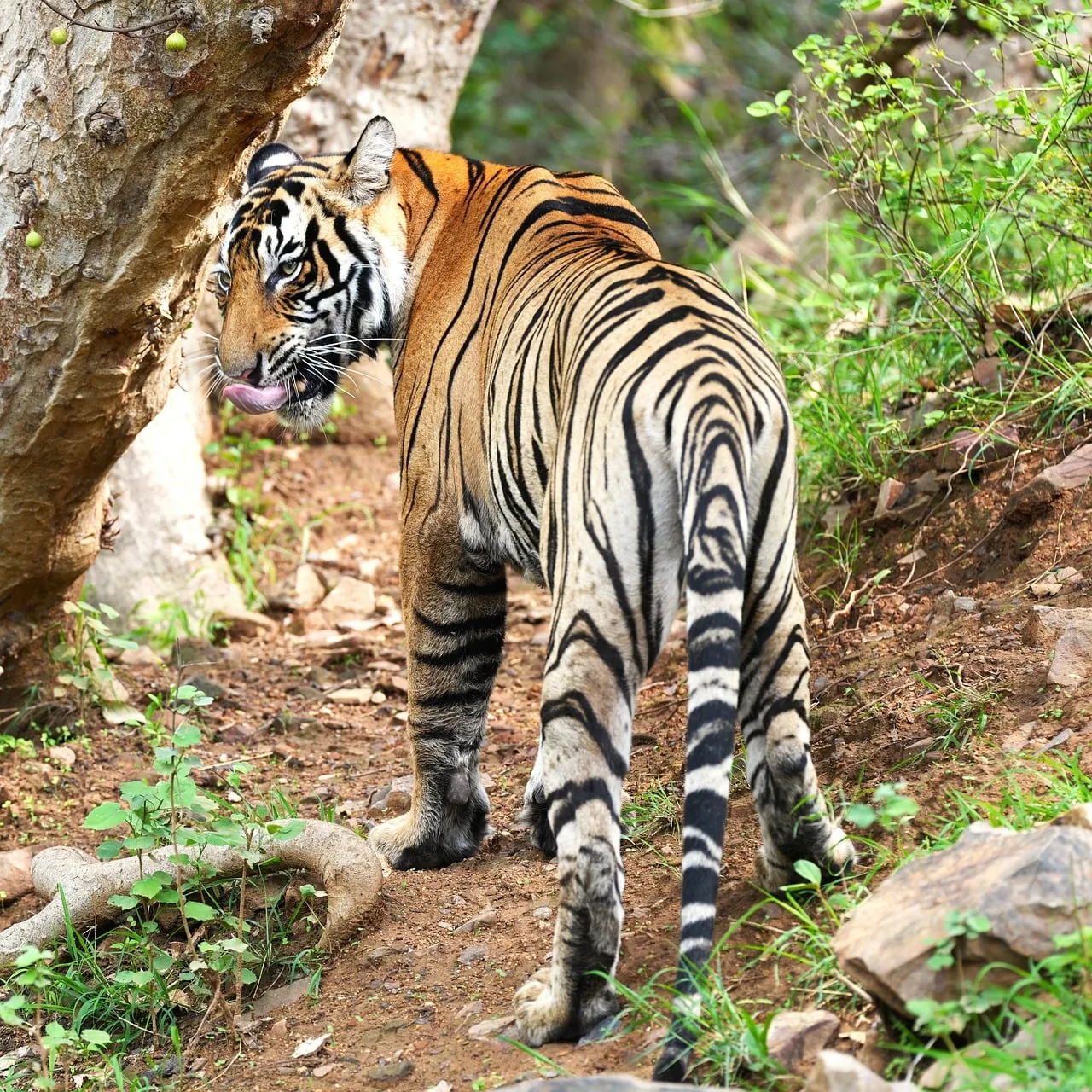 Majestic Bengal Tiger: A Glimpse into the Wild