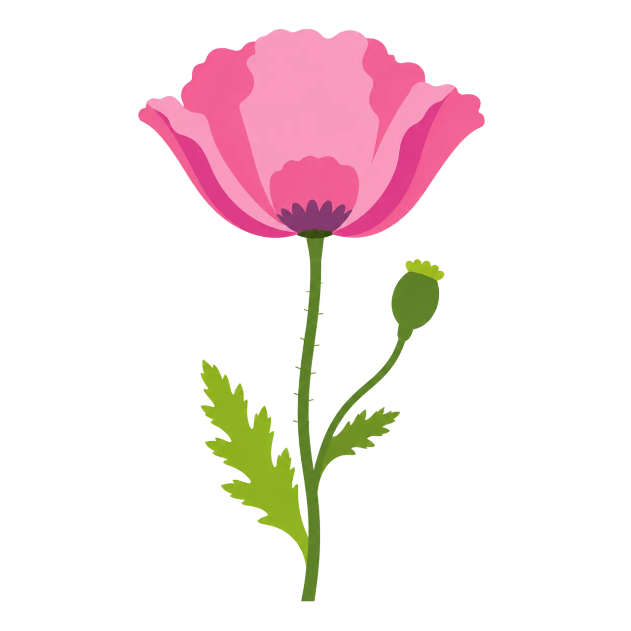 Vibrant Pink Poppy: Blooming Botanical Illustration