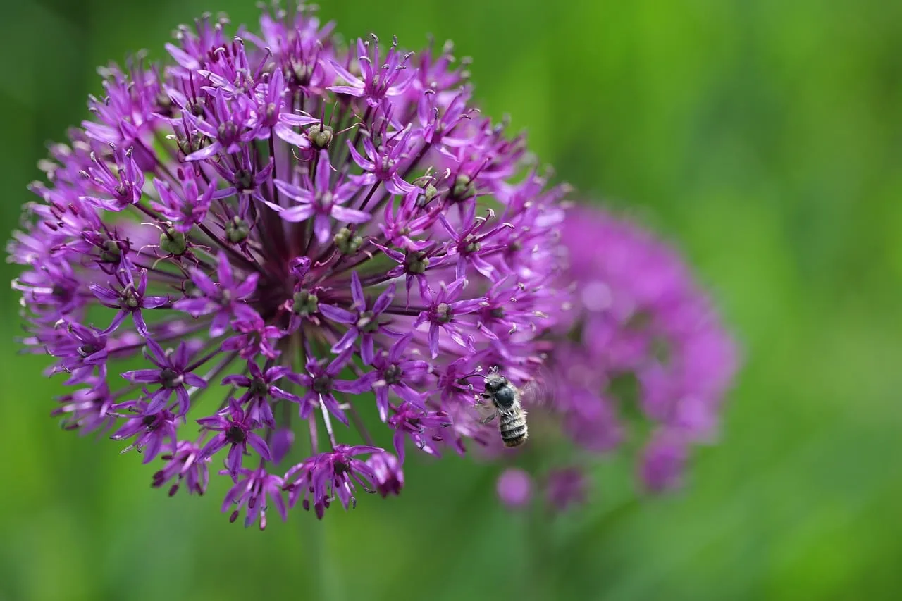 Vibrant Purple Allium Blooms: Bee Pollination Macro