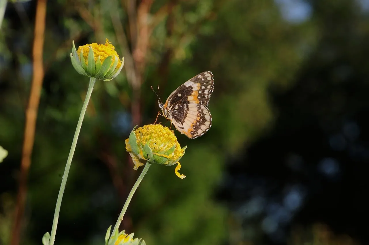 Vibrant Butterfly Pollinating on a Brilliant Yellow Flower