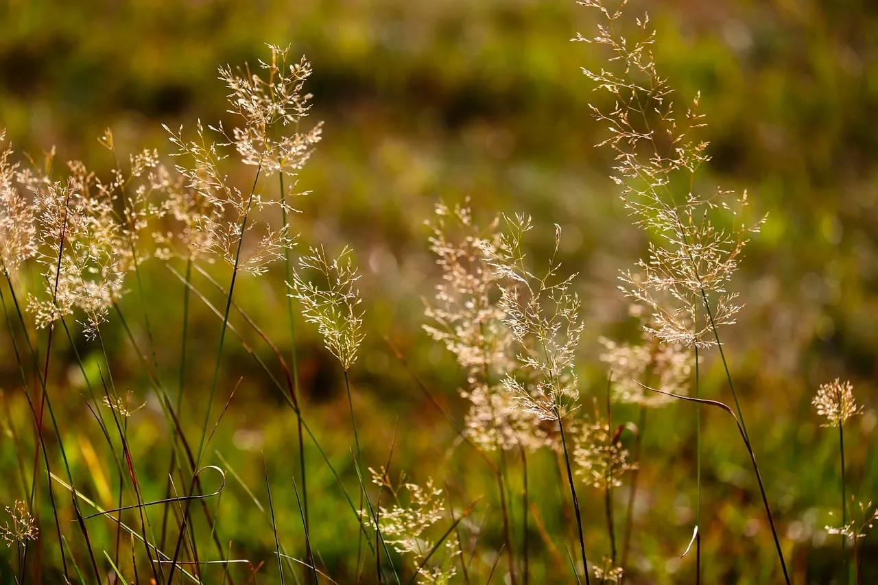Golden Meadow Glow: Sun-Kissed Spring Grass
