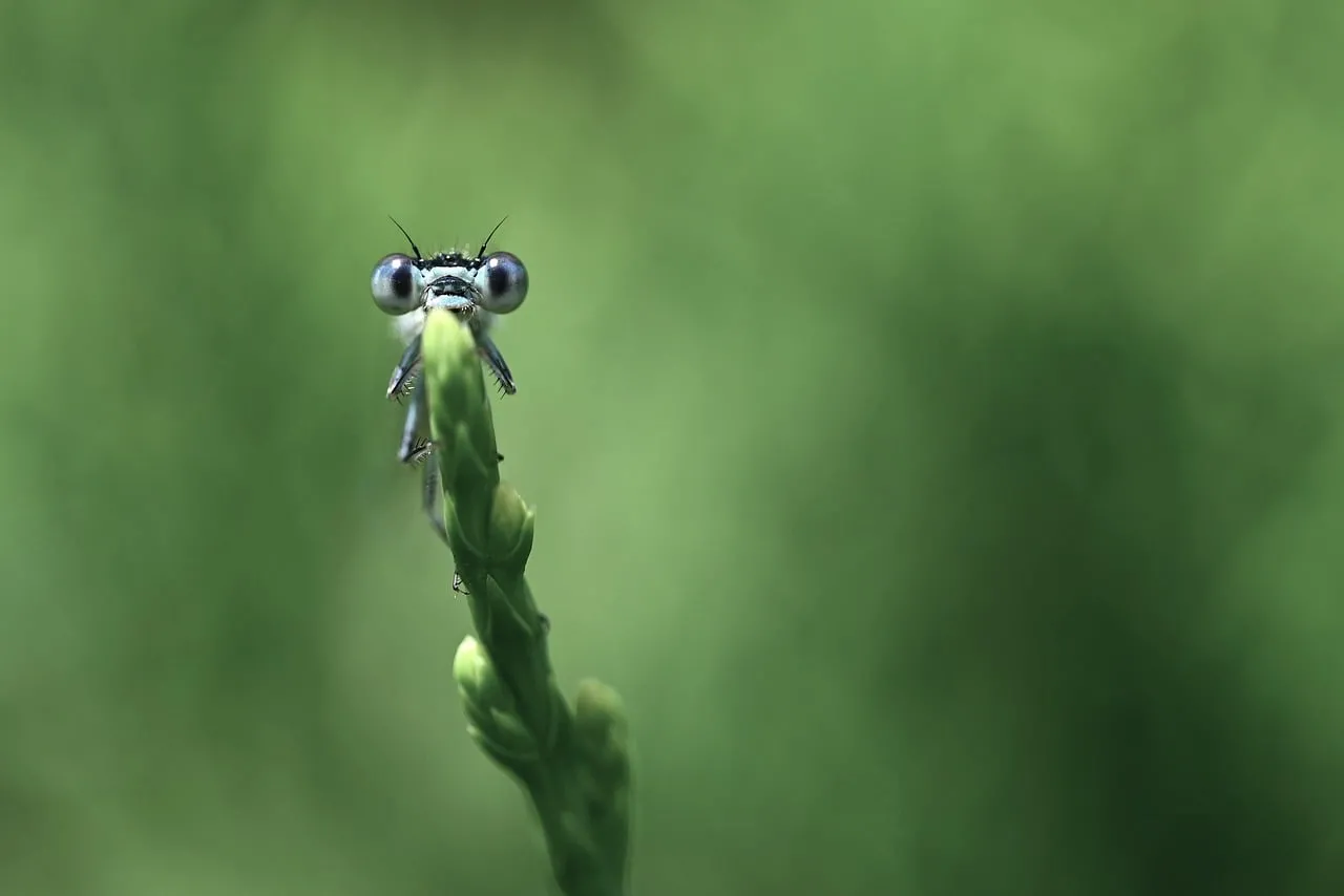 Enchanting Macro: Curious Dragonfly Eyes on Green